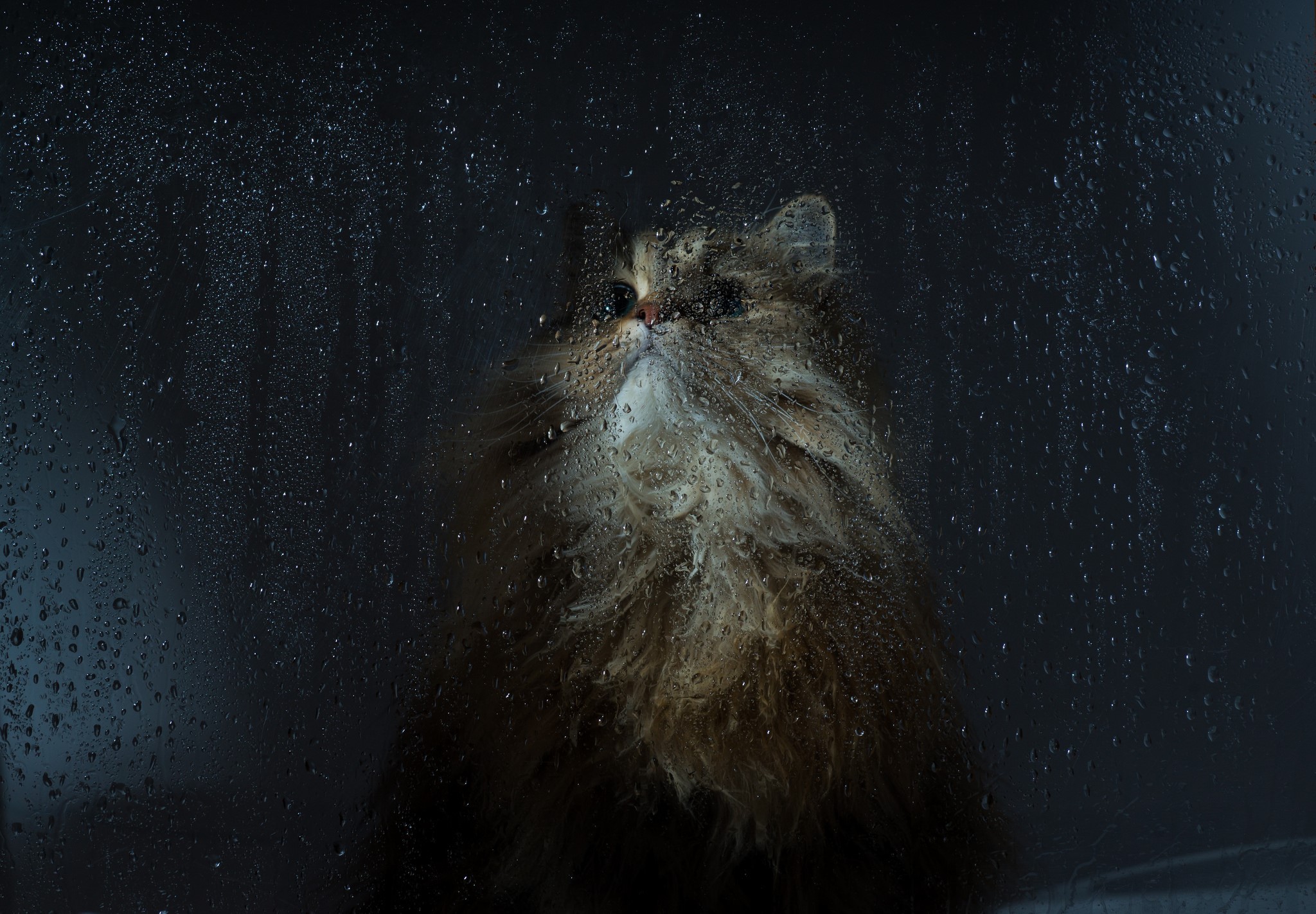 Fluffy cat behind a rainy window HD Wallpaper