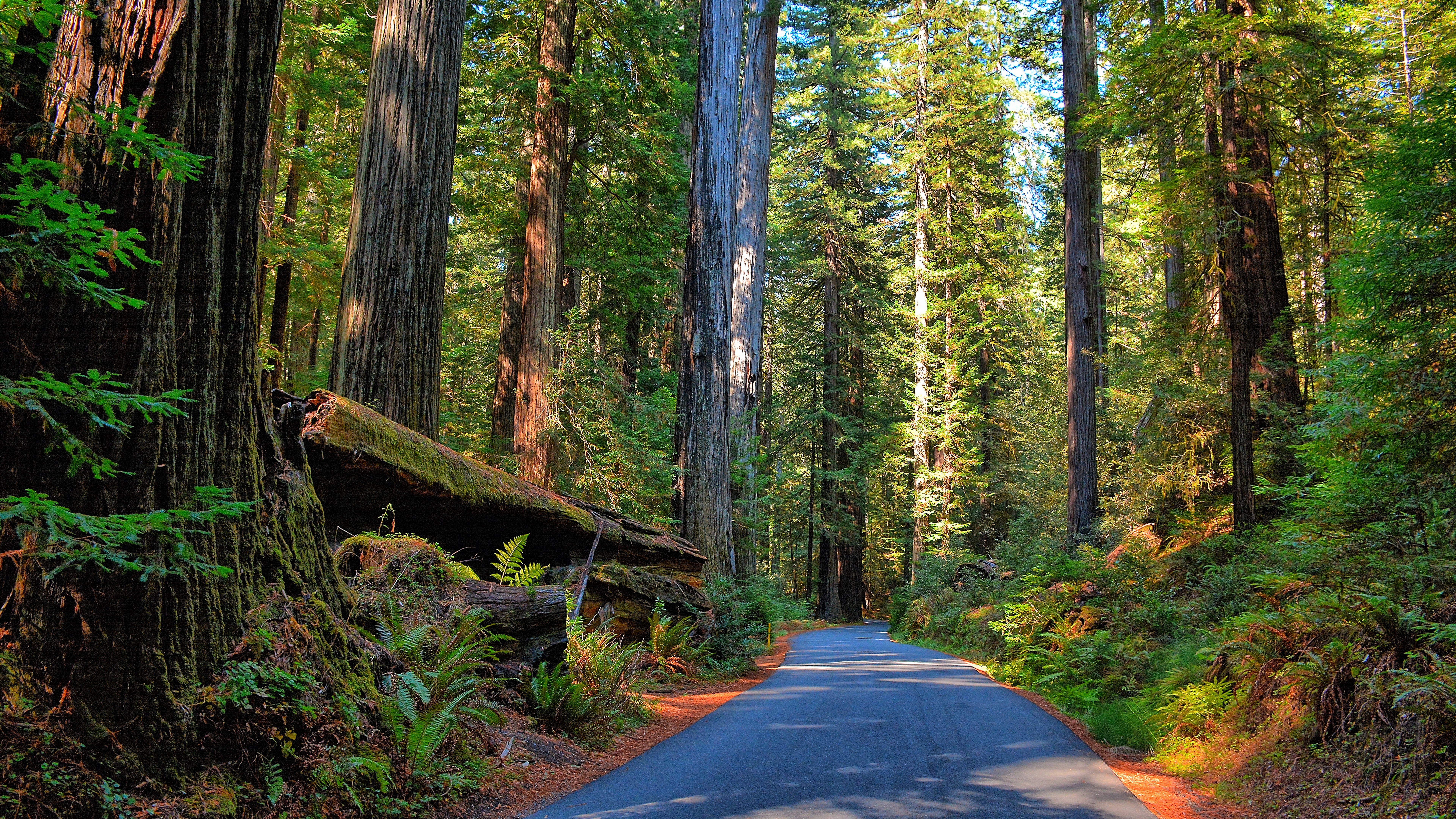 Road through a redwood forest with fallen log HD Wallpaper