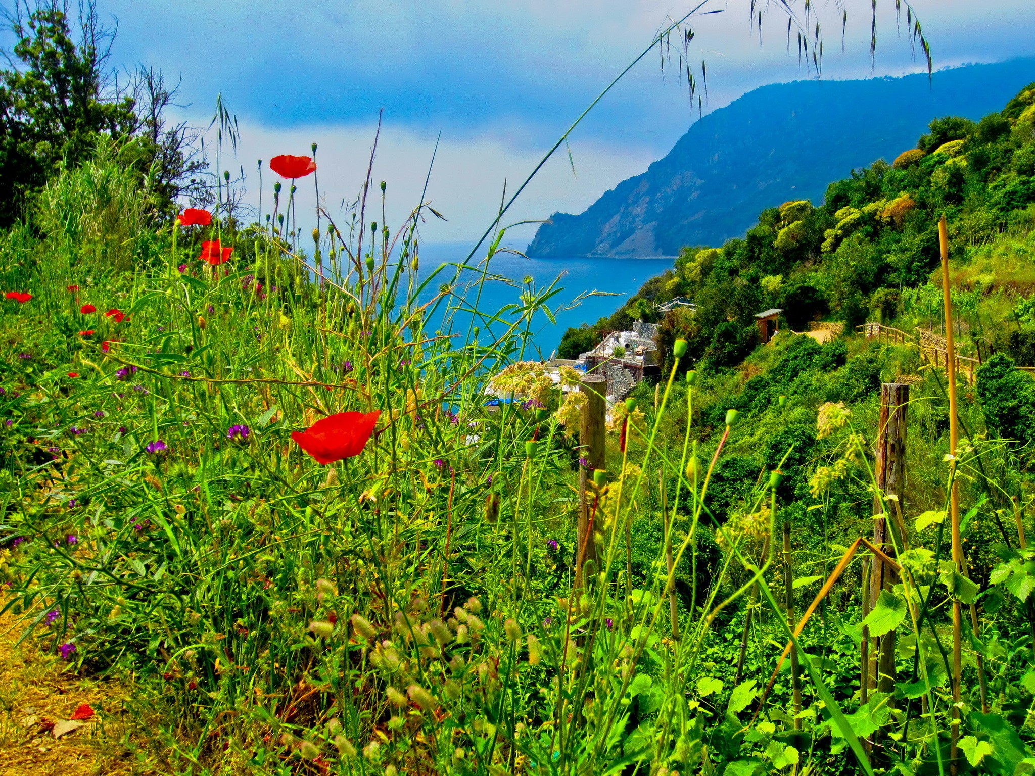 Poppies and green hills overlooking the sea in Cinque Terre, Italy HD Wallpaper