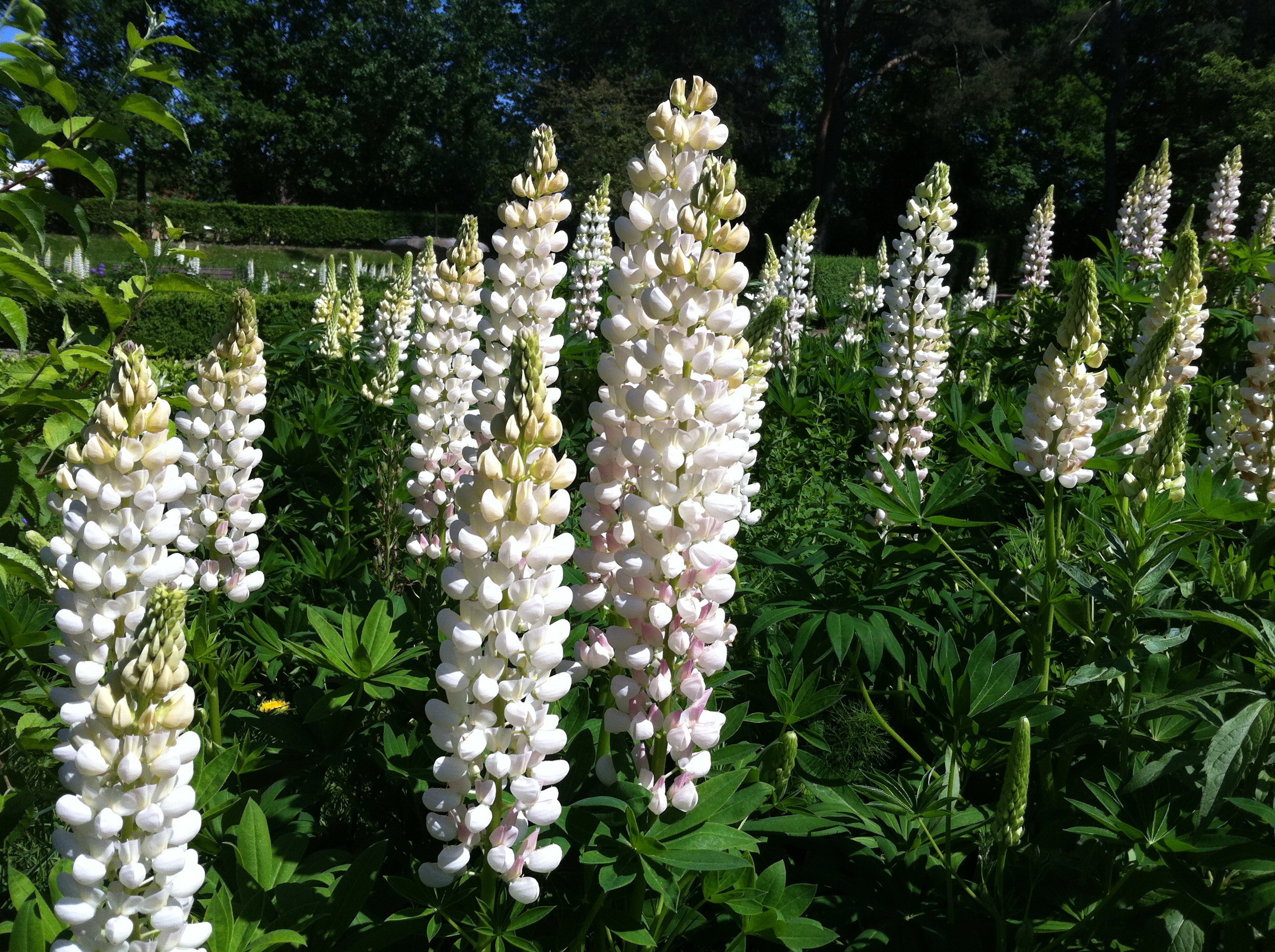 White Lupine flowers in a garden HD Wallpaper