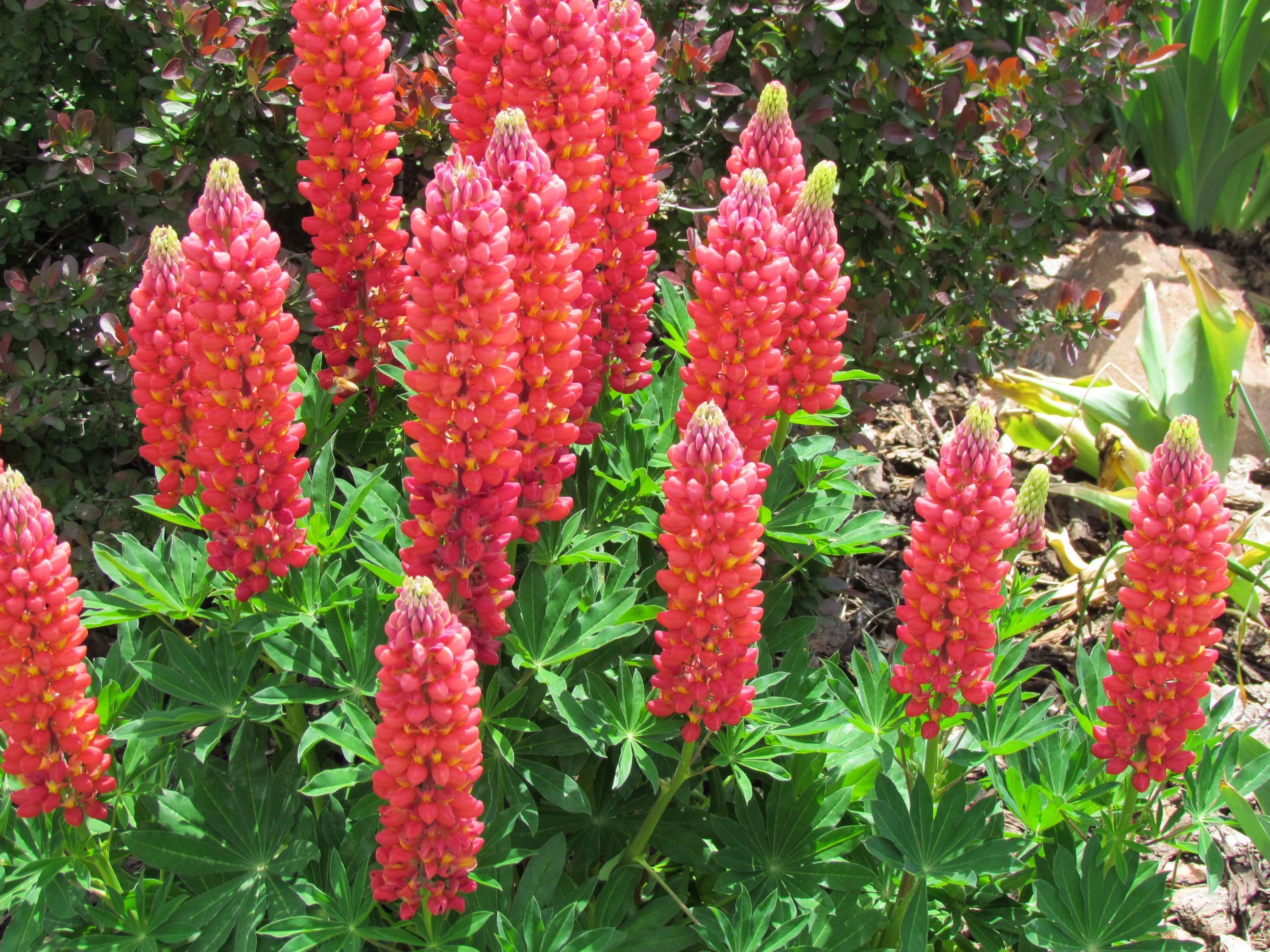 Red Lupine flowers in a garden HD Wallpaper