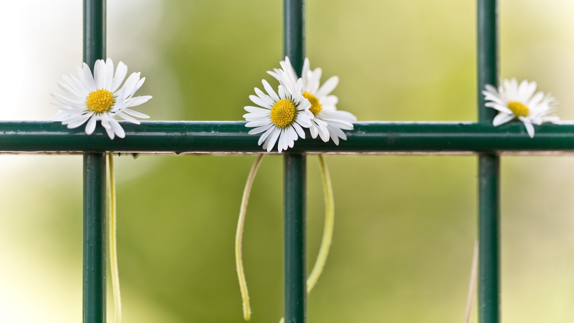Daisies on a green fence HD Wallpaper