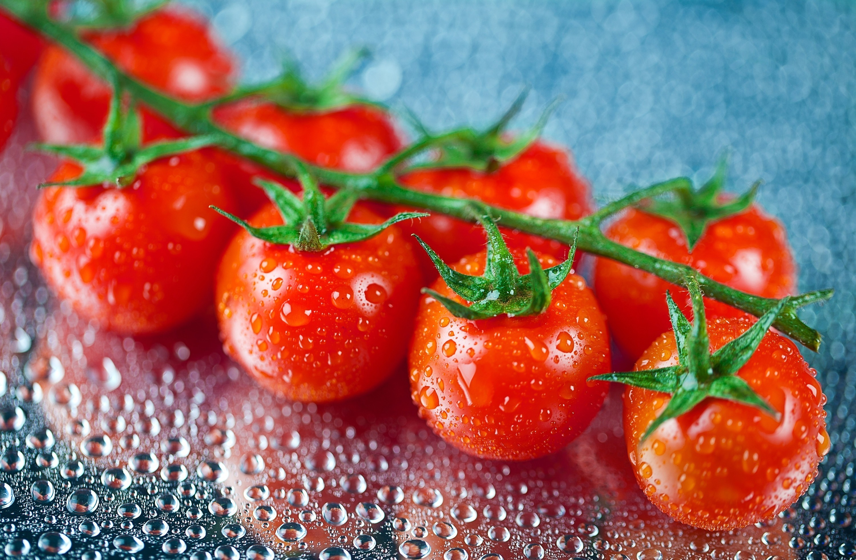 Wet Cherry Tomatoes on a Vine with Water Droplets HD Wallpaper