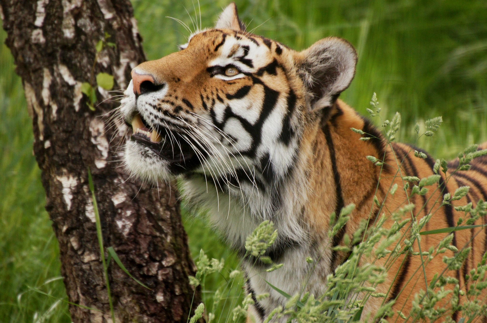 Tiger near a birch tree in tall grass HD Wallpaper