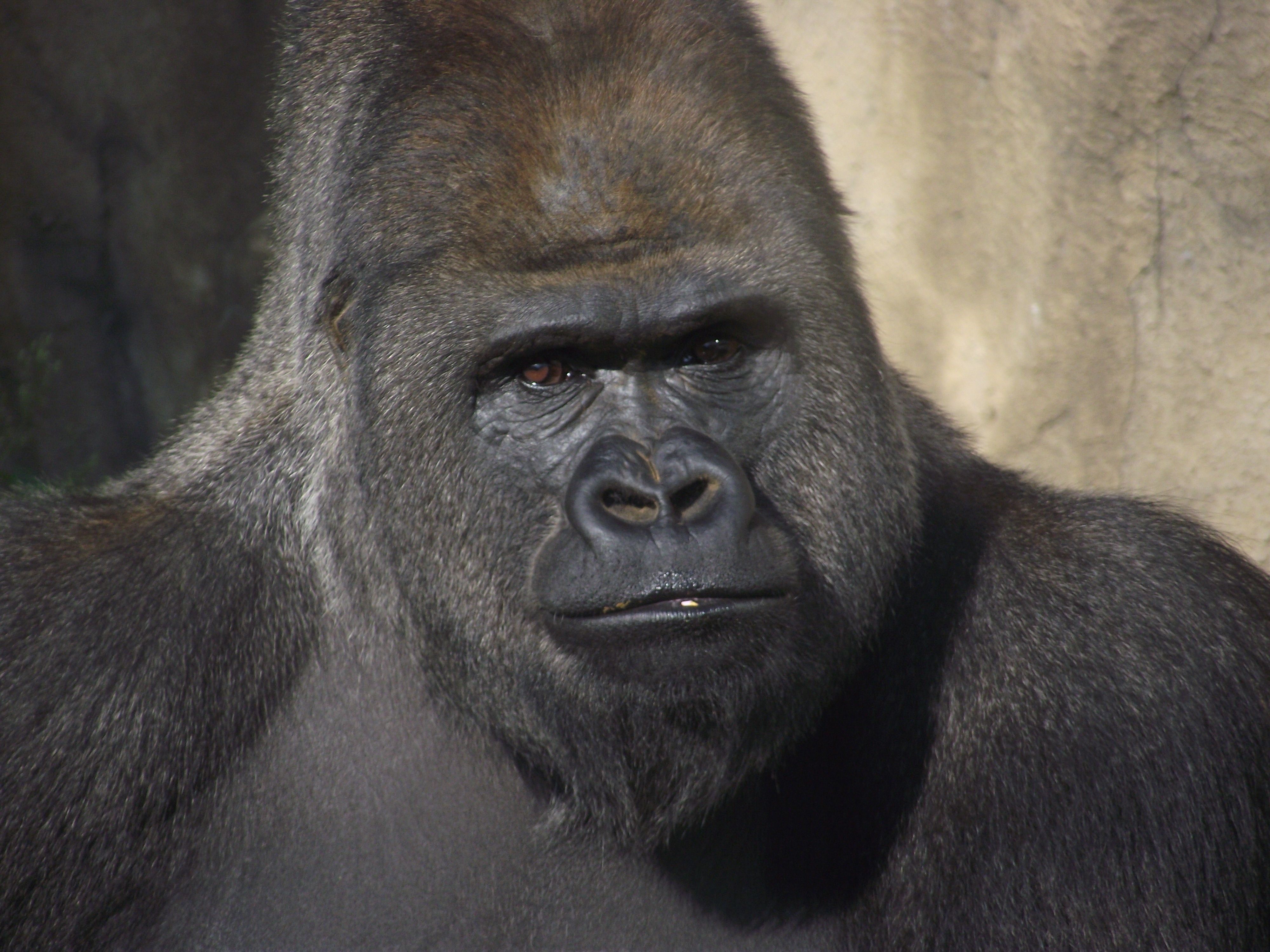 Gorilla looking forward HD Wallpaper