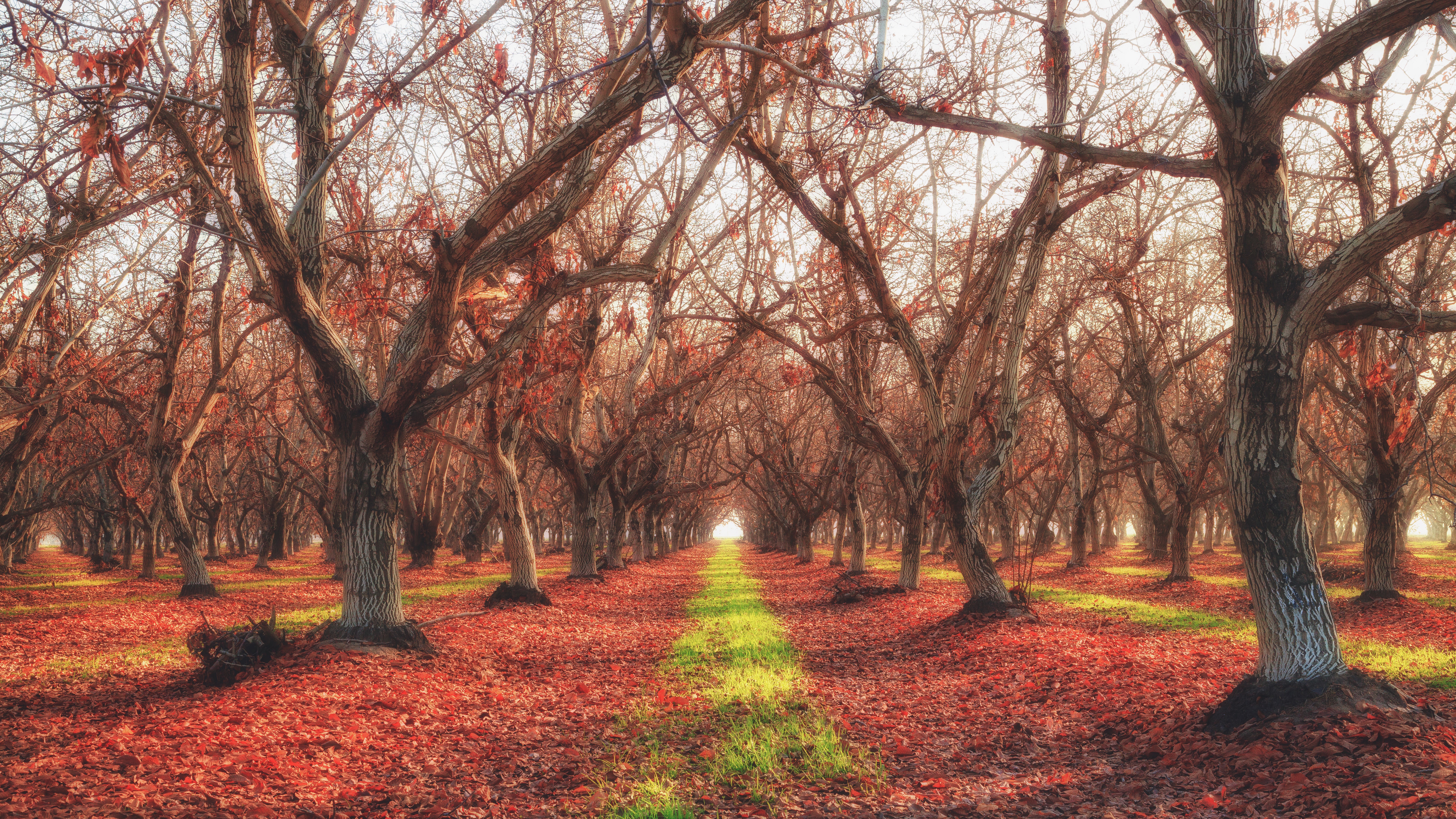 Autumn orchard with fallen leaves and bare trees HD Wallpaper