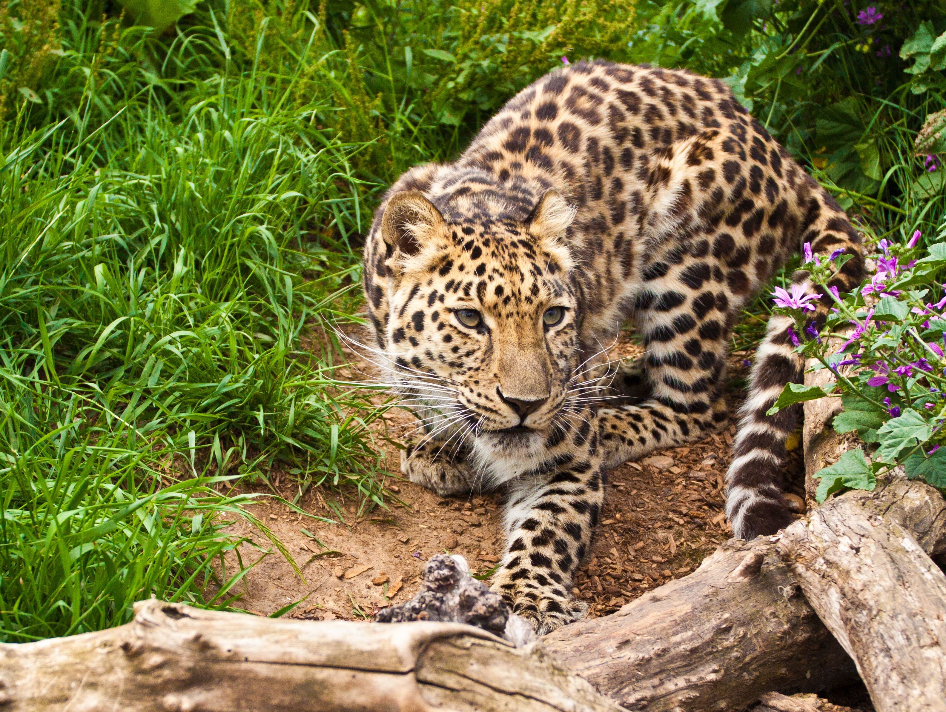 Leopard crouching in grass and logs HD Wallpaper