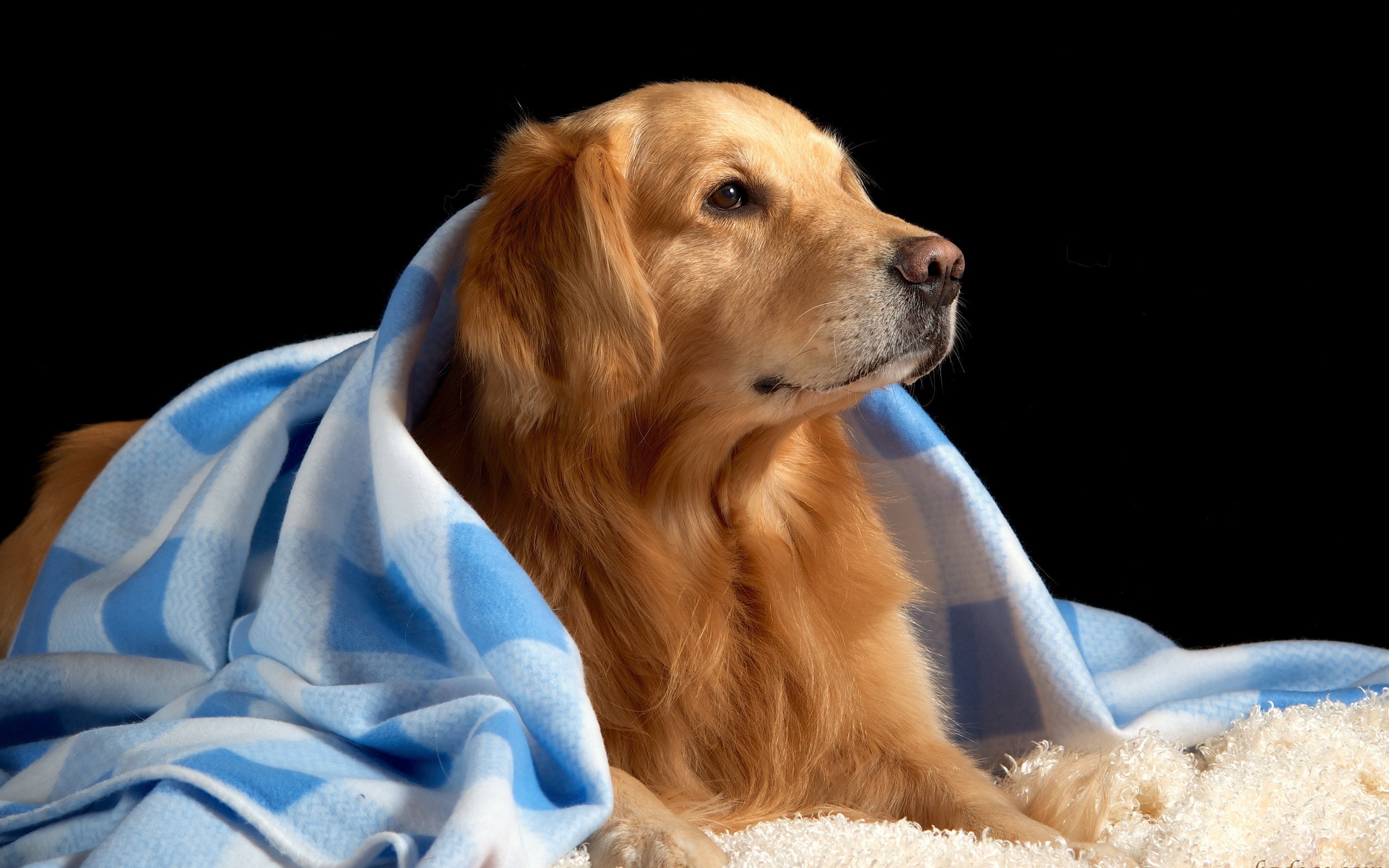 Golden Retriever dog wrapped in a blanket HD Wallpaper