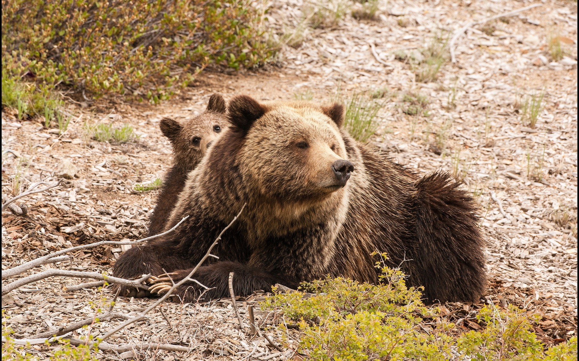 Mother Grizzly Bear and Cub Resting HD Wallpaper