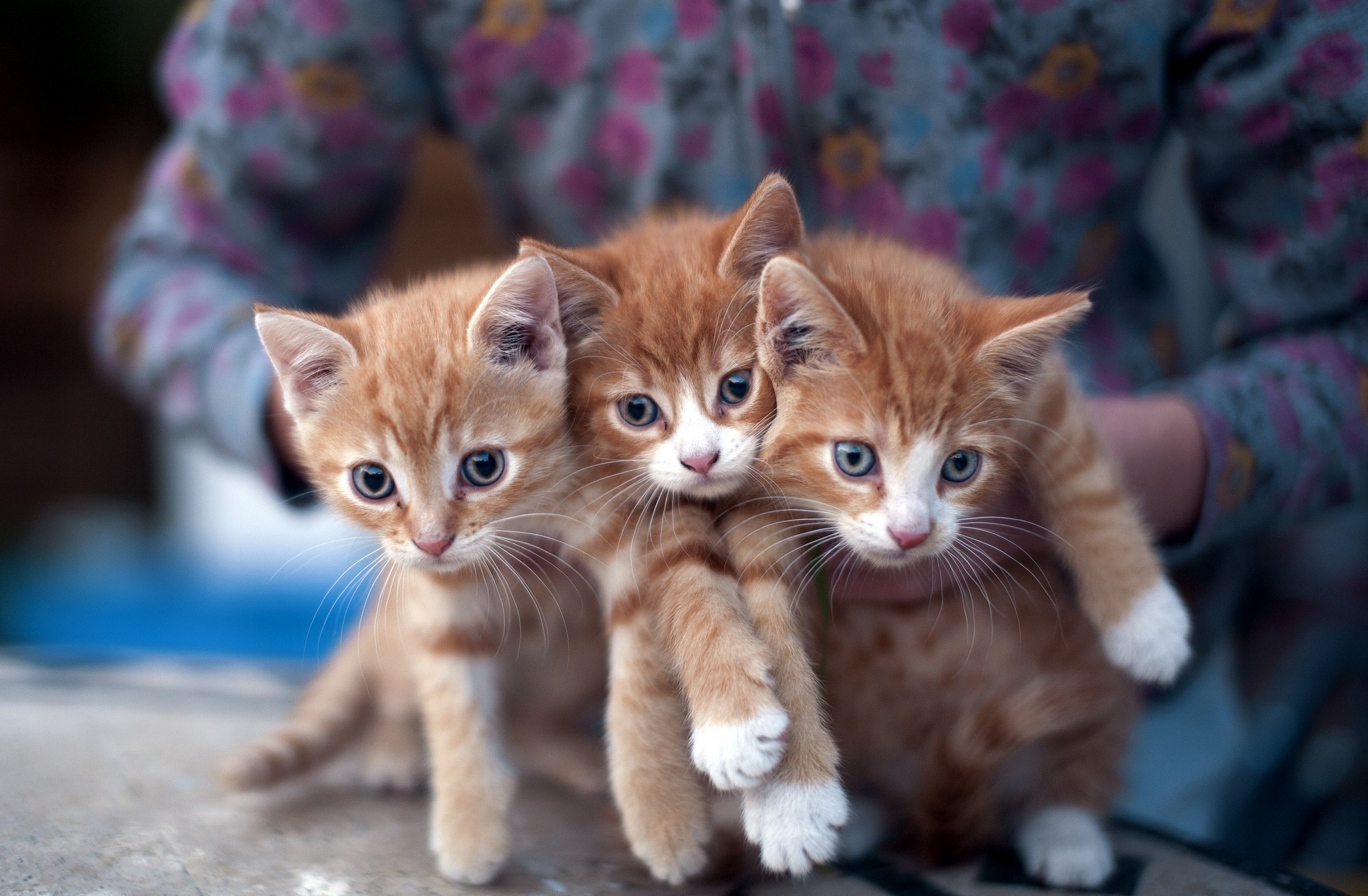 Three orange tabby kittens being held HD Wallpaper