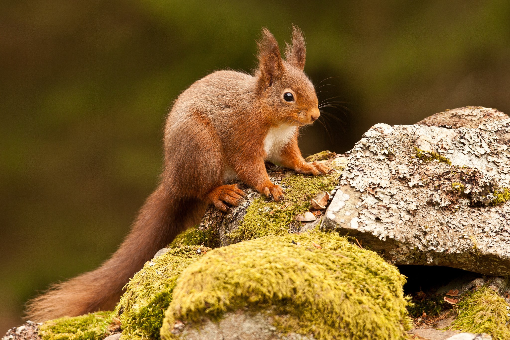 Red squirrel on mossy rocks HD Wallpaper
