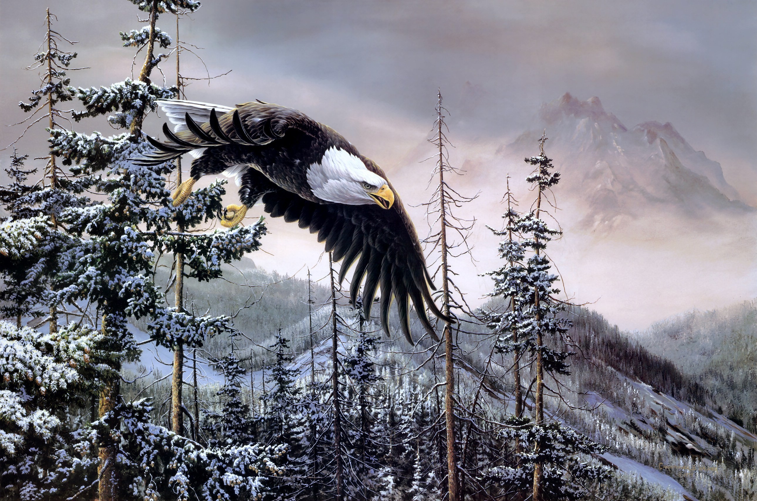 Bald Eagle flying over a snowy forest with mountains HD Wallpaper