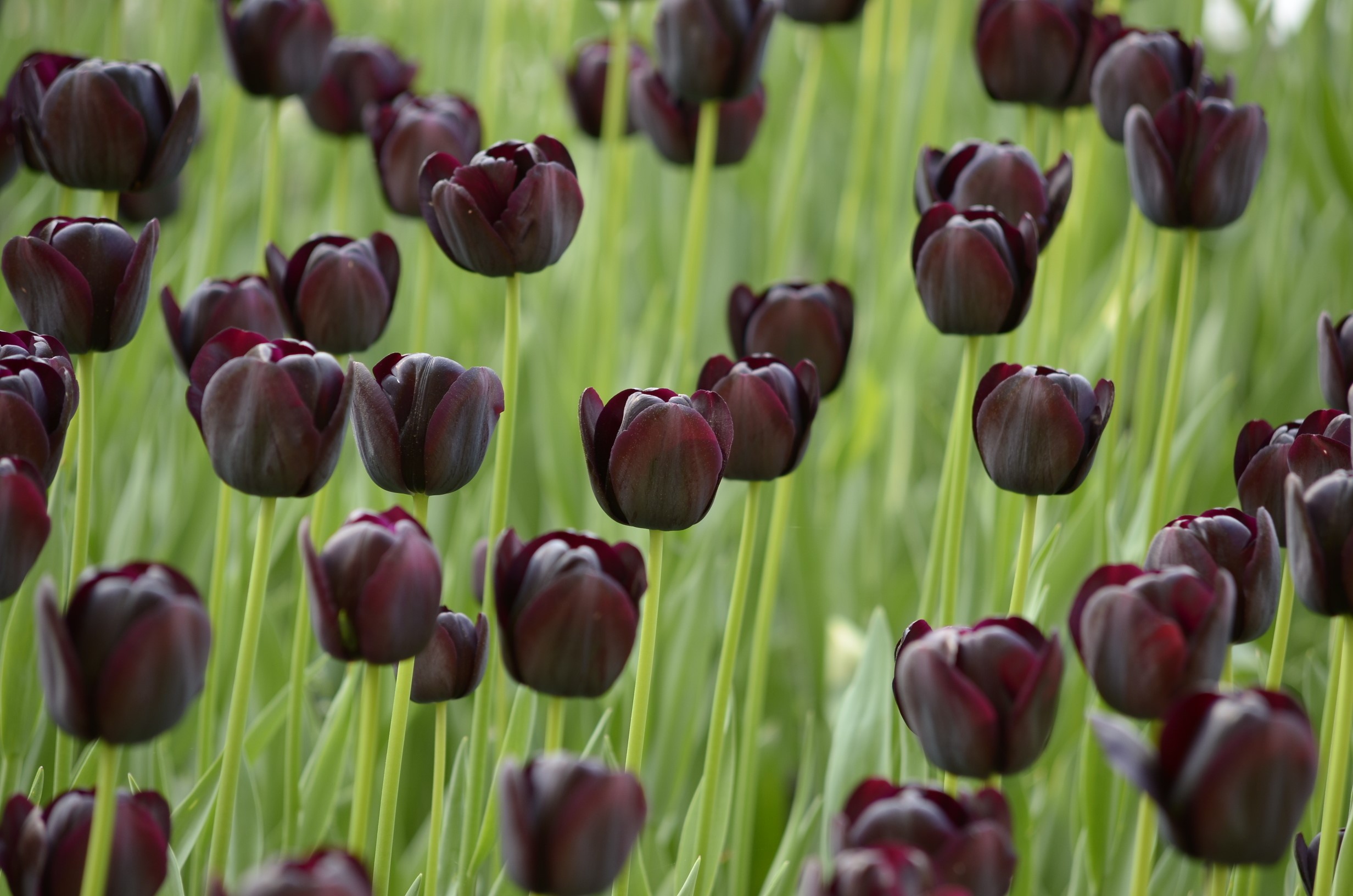 Dark Red Tulips in a Field HD Wallpaper