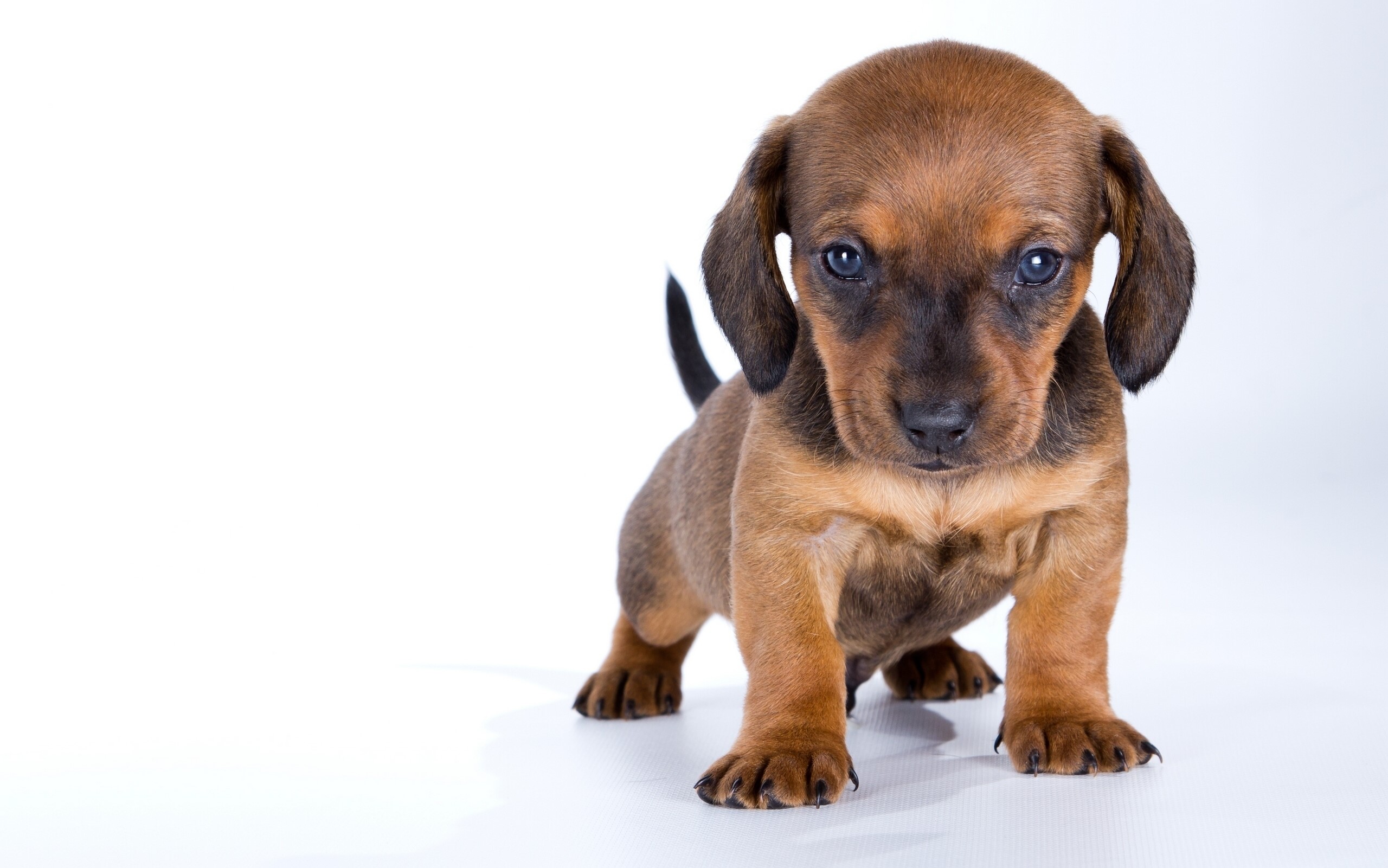 Dachshund puppy looking forward HD Wallpaper