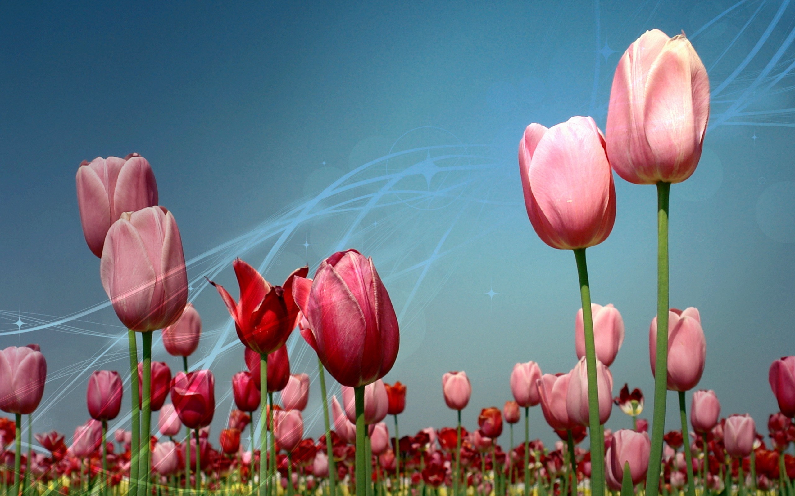 Pink and red tulips field under blue sky HD Wallpaper