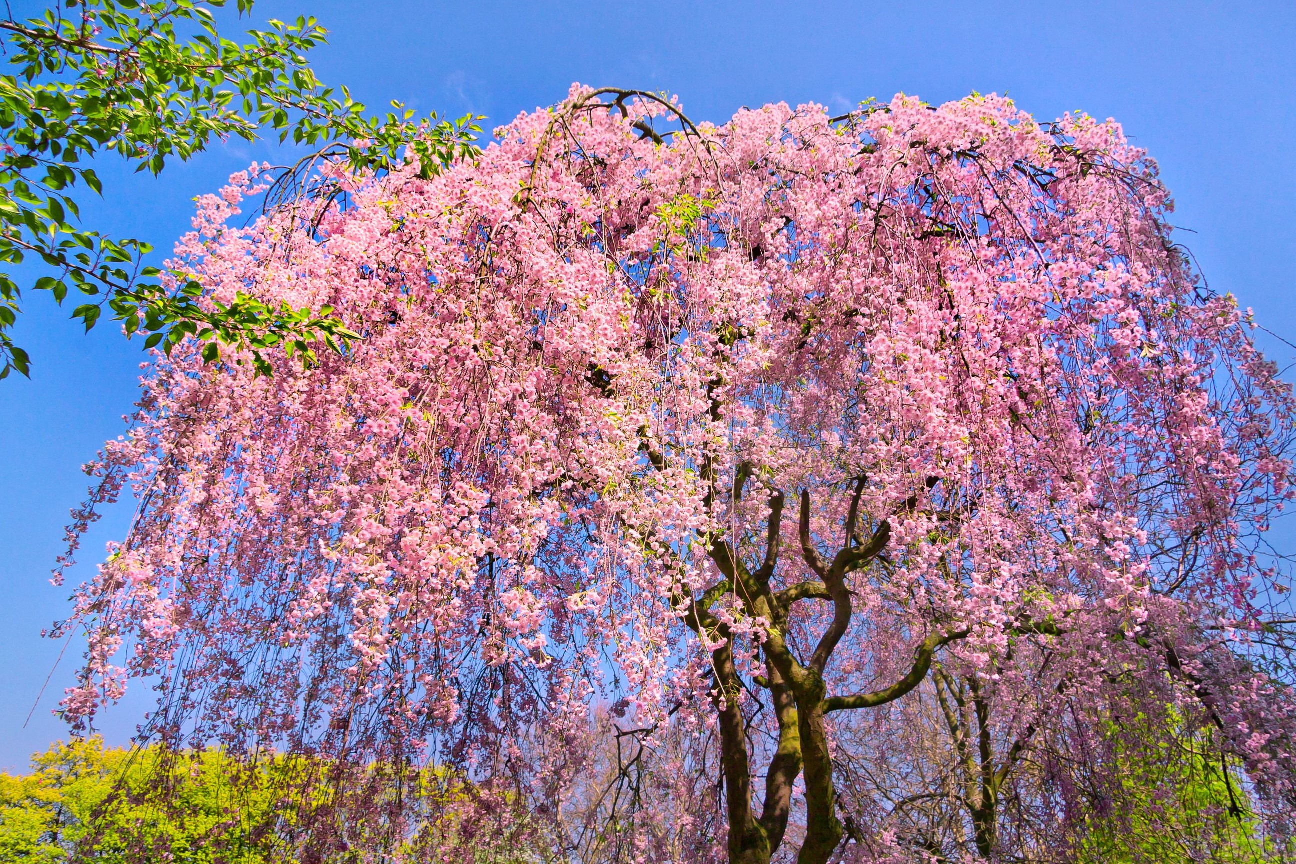 Weeping Cherry Blossom Tree in Bloom HD Wallpaper