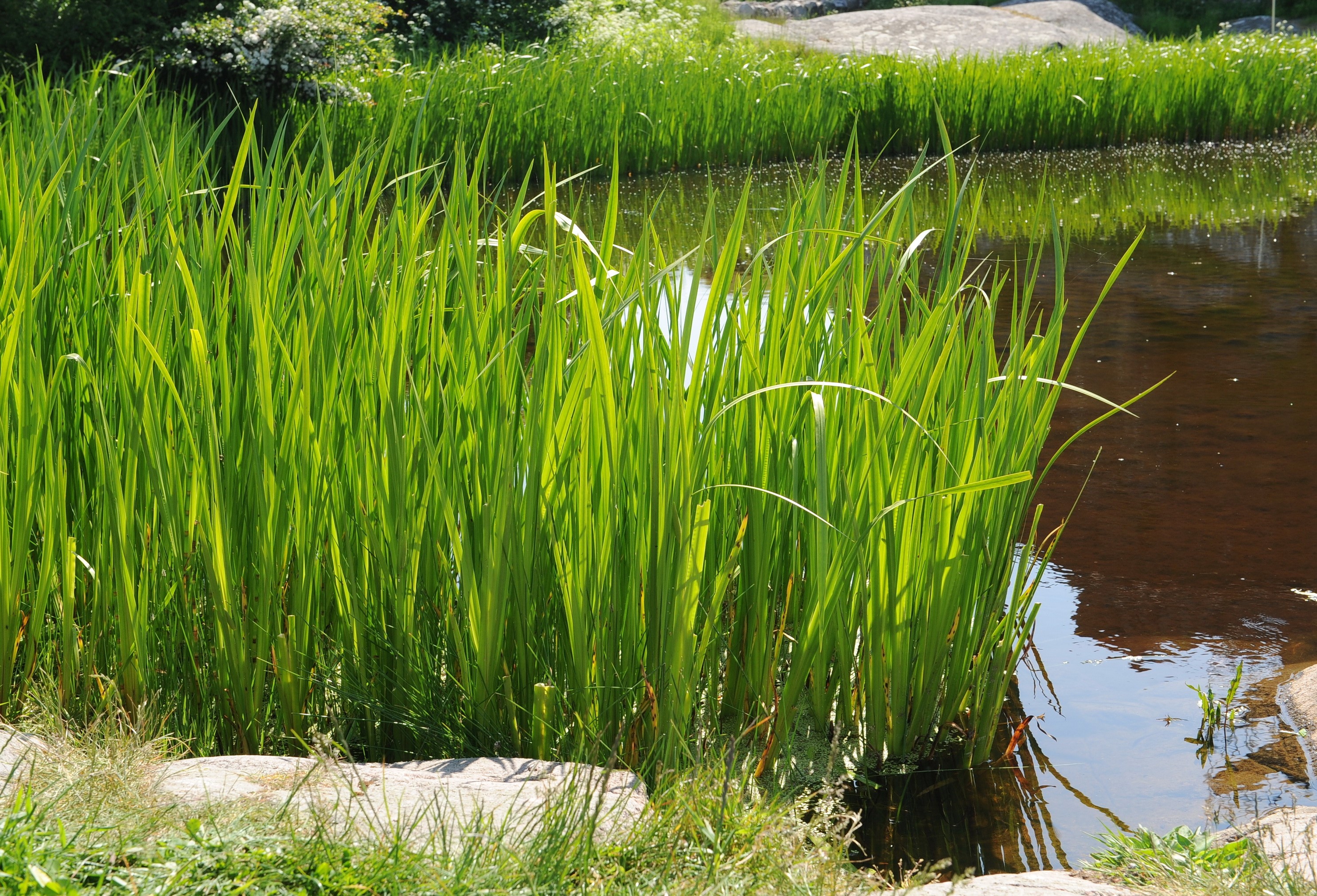 Tall green reeds growing in a pond with rocks HD Wallpaper