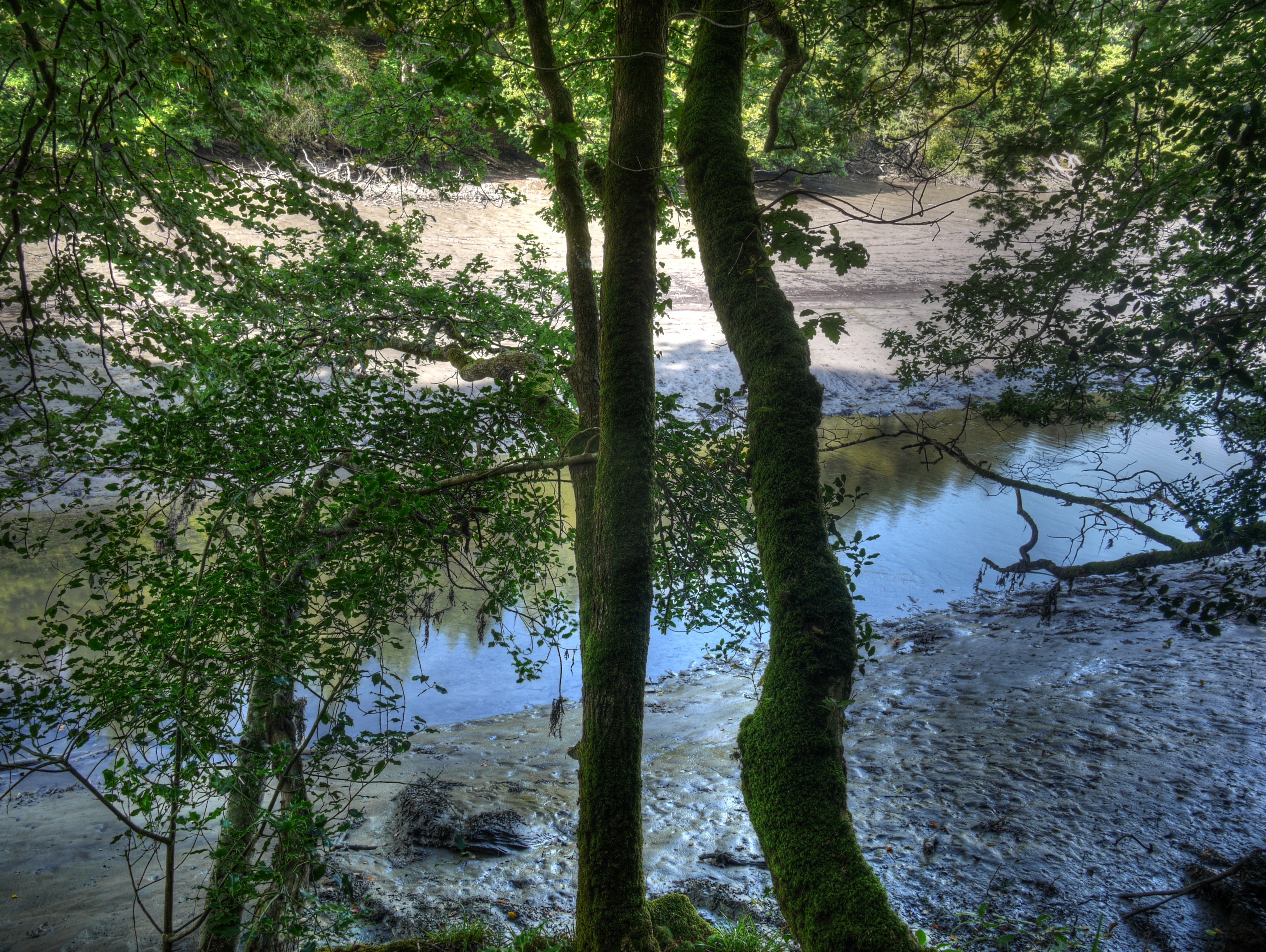 River Lerryn with trees covered in moss in England HD Wallpaper