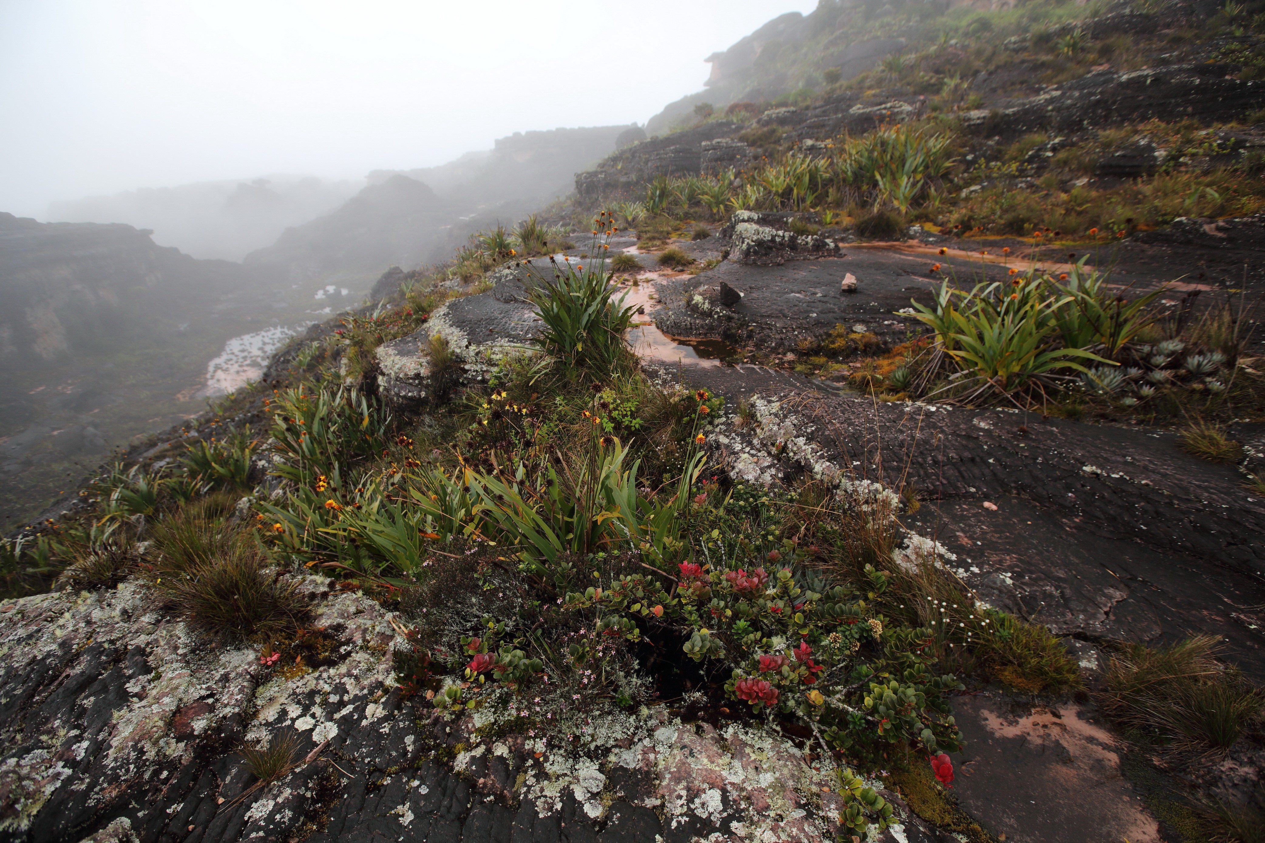Rocky mountain landscape with fog in Venezuela HD Wallpaper