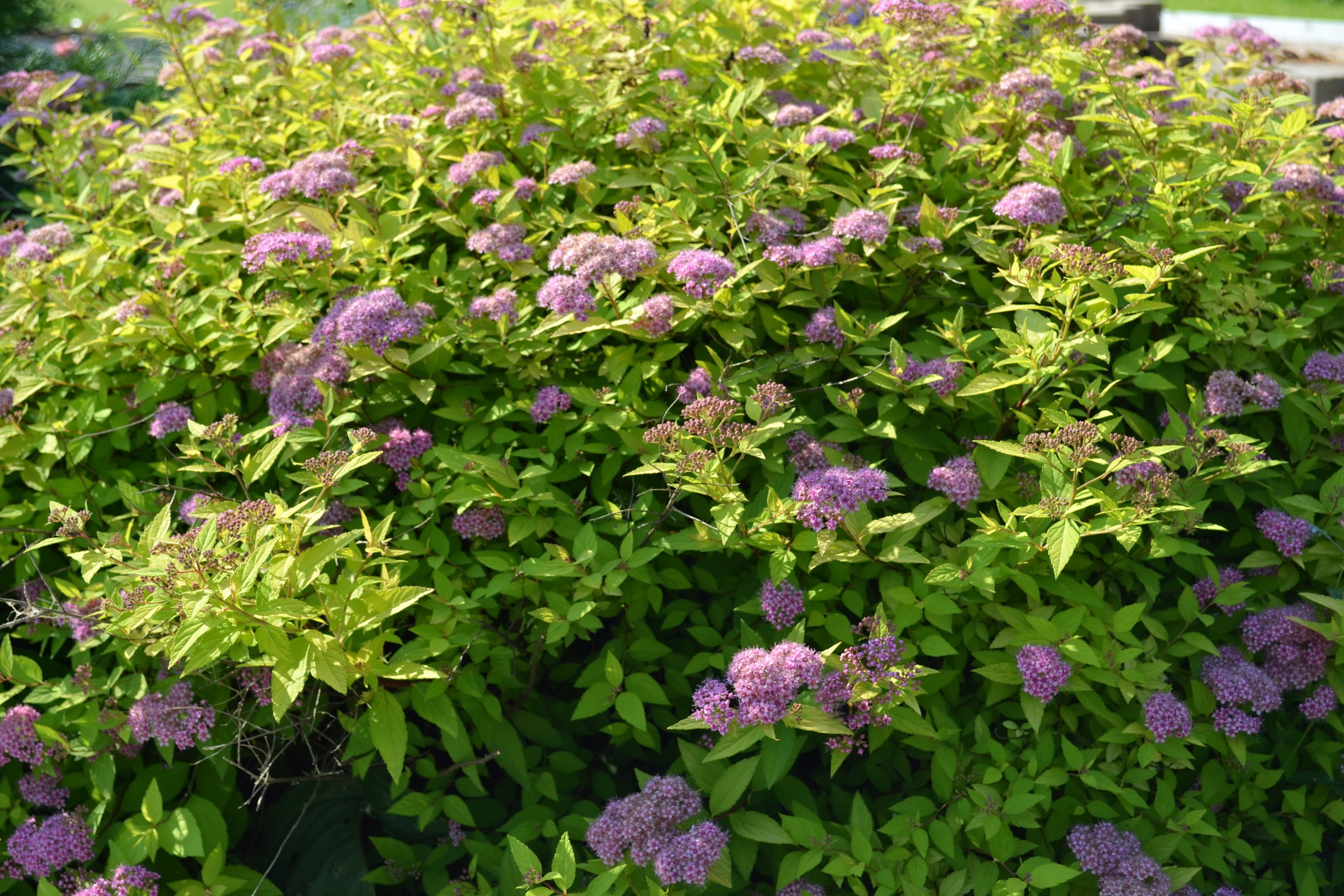 Spiraea bush with pink flowers HD Wallpaper