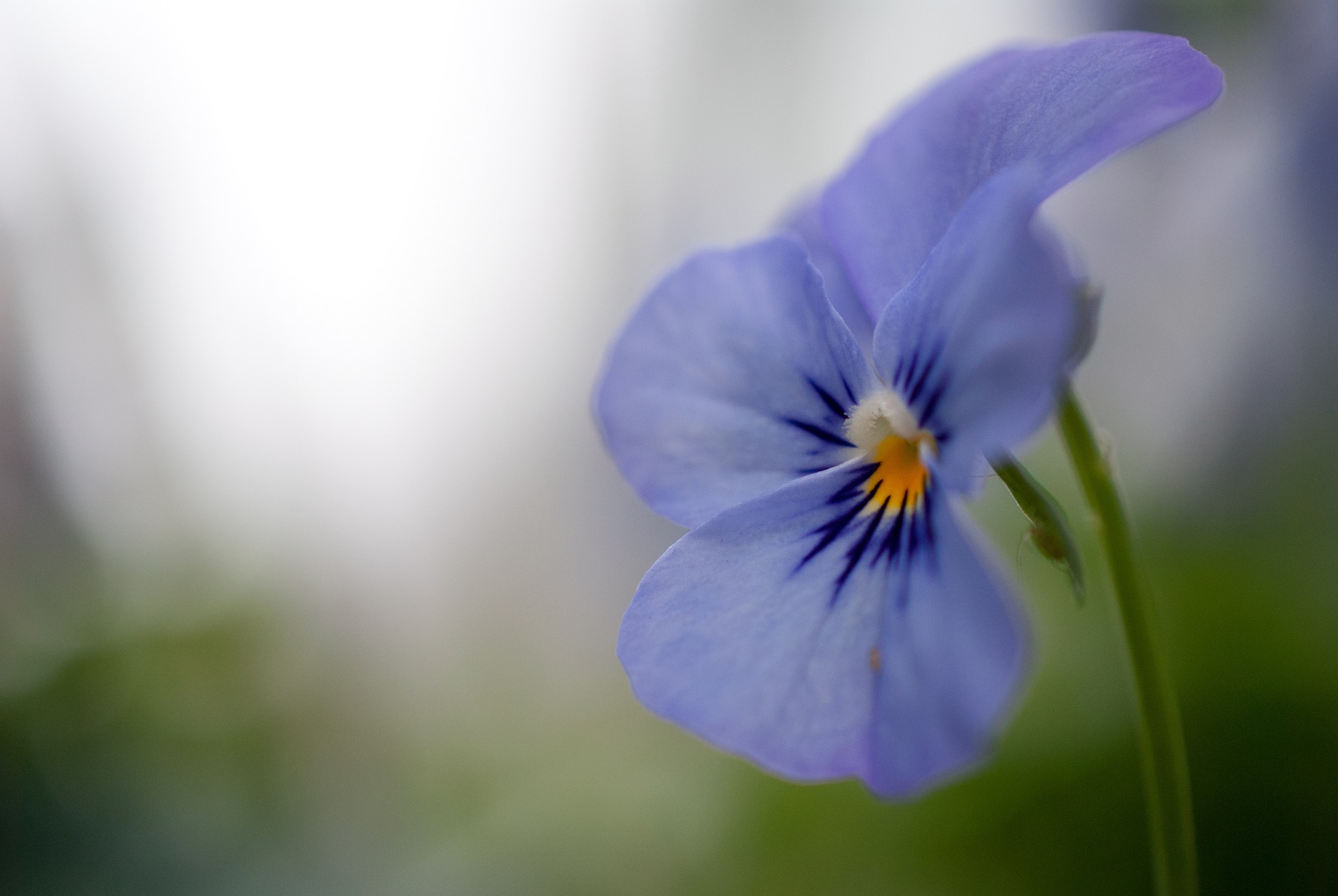 Light blue pansy flower with dark markings HD Wallpaper