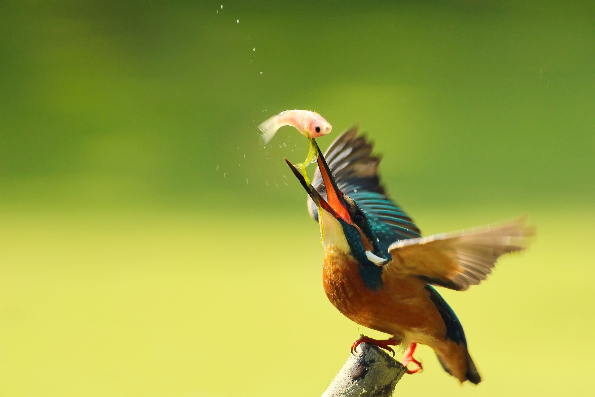 Kingfisher catching a small fish HD Wallpaper