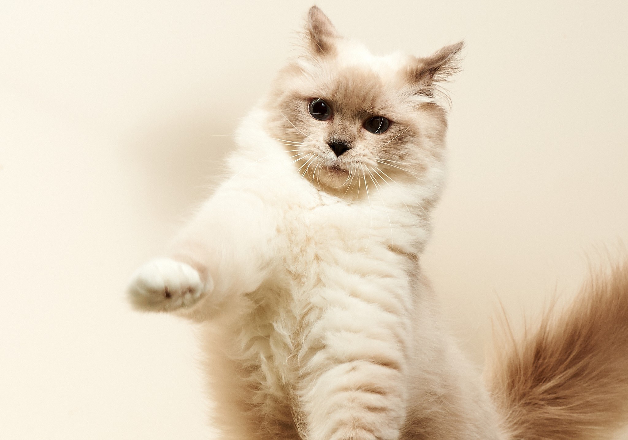 Fluffy cat with paws raised HD Wallpaper