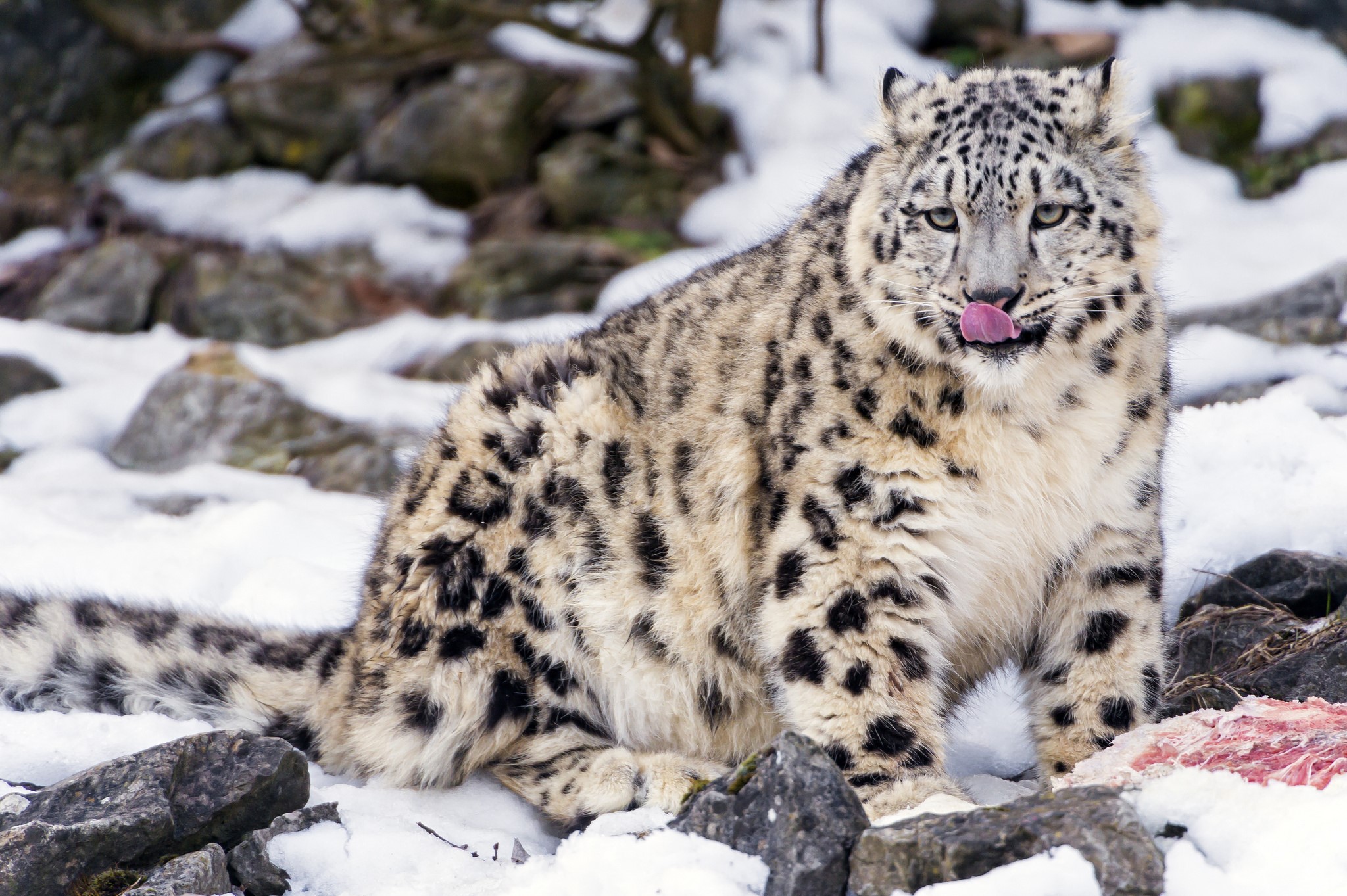 Snow leopard licking its lips in the snow HD Wallpaper