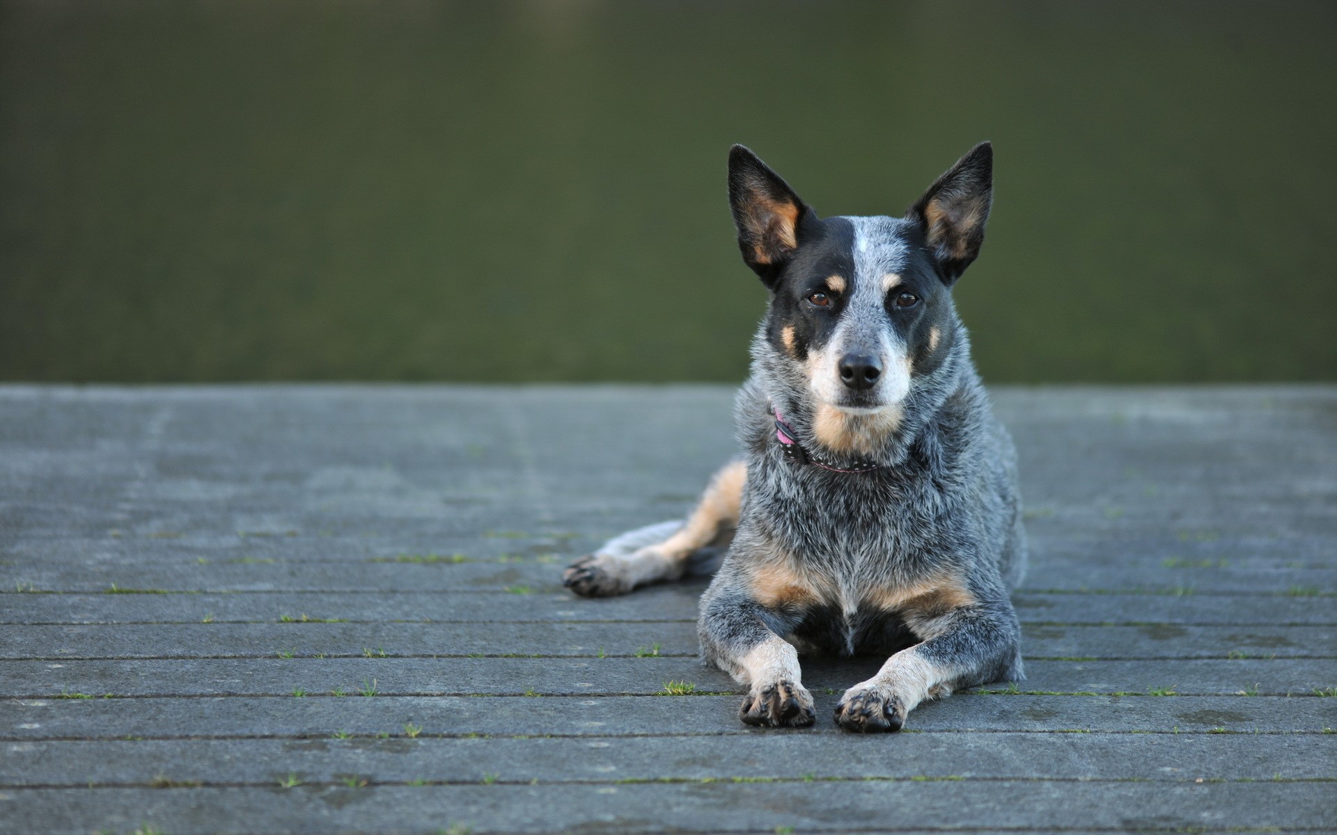 Australian Cattle Dog lying on a wooden deck HD Wallpaper