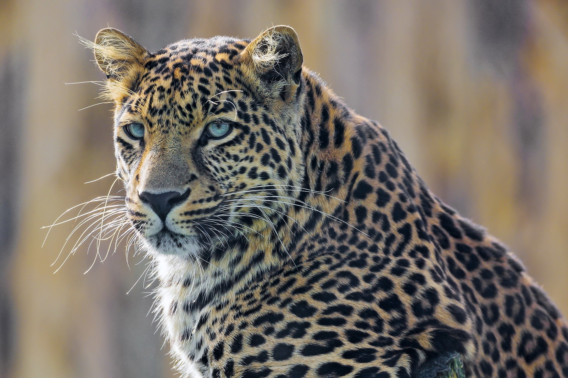 Leopard with striking blue eyes looking to the side HD Wallpaper