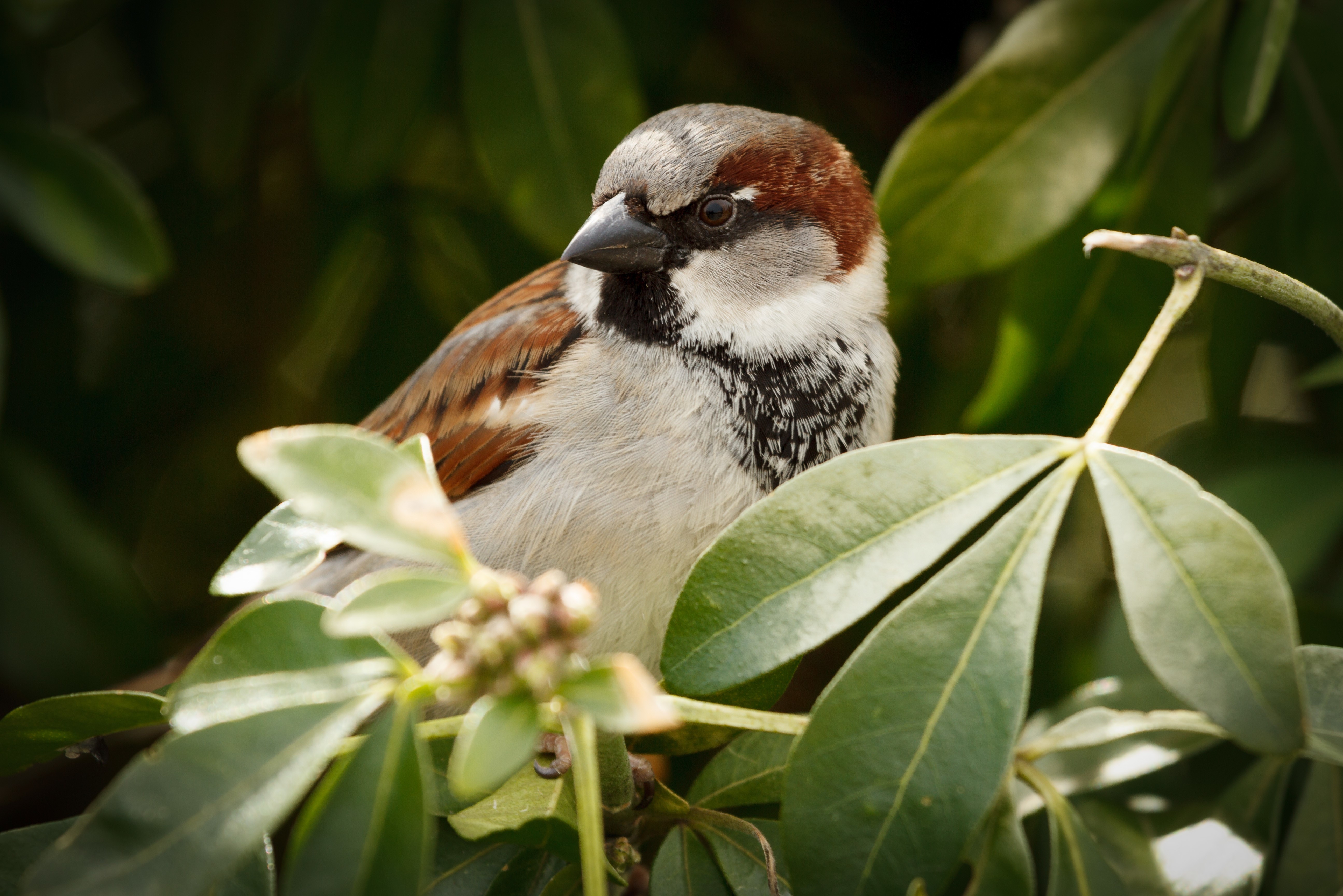 Sparrow in foliage HD Wallpaper
