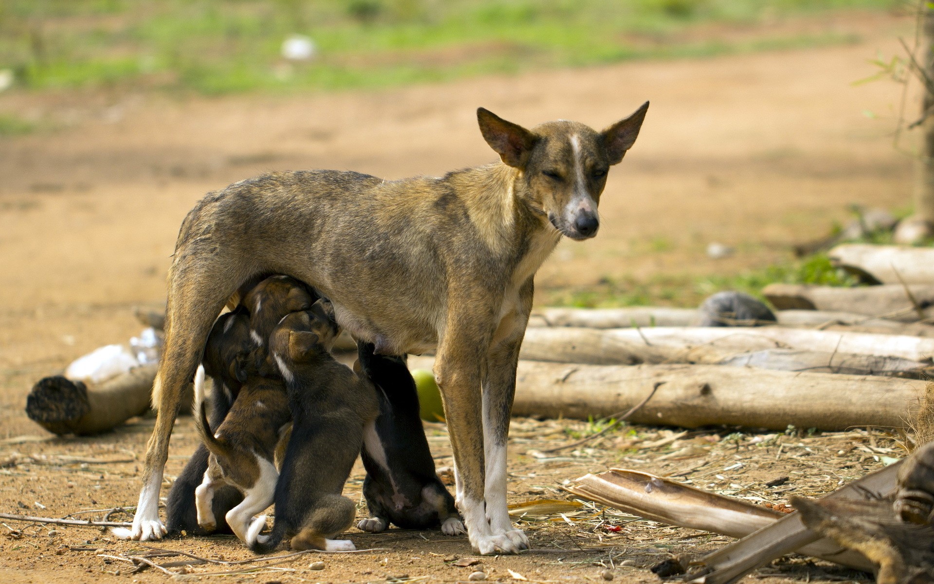Mother dog nursing puppies outdoors HD Wallpaper