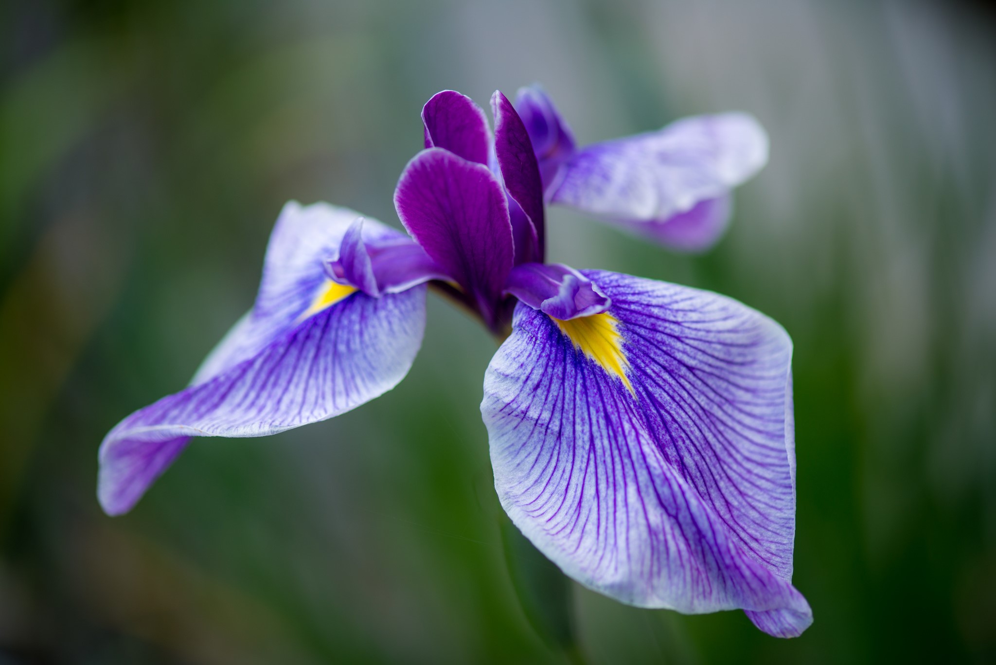 Close-up of a purple and white iris flower HD Wallpaper