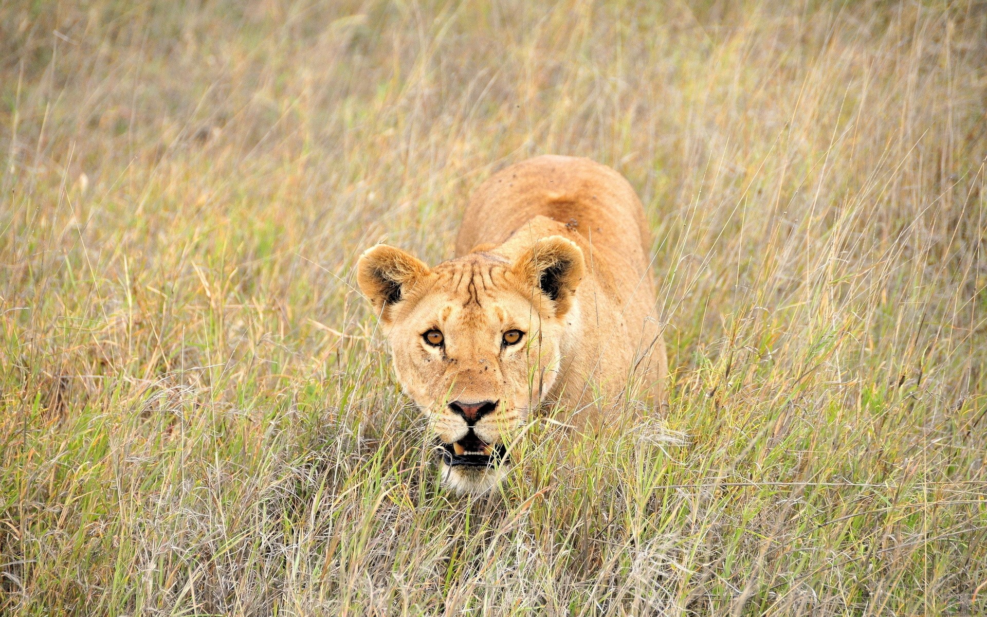 Lioness crouching in tall dry grass HD Wallpaper