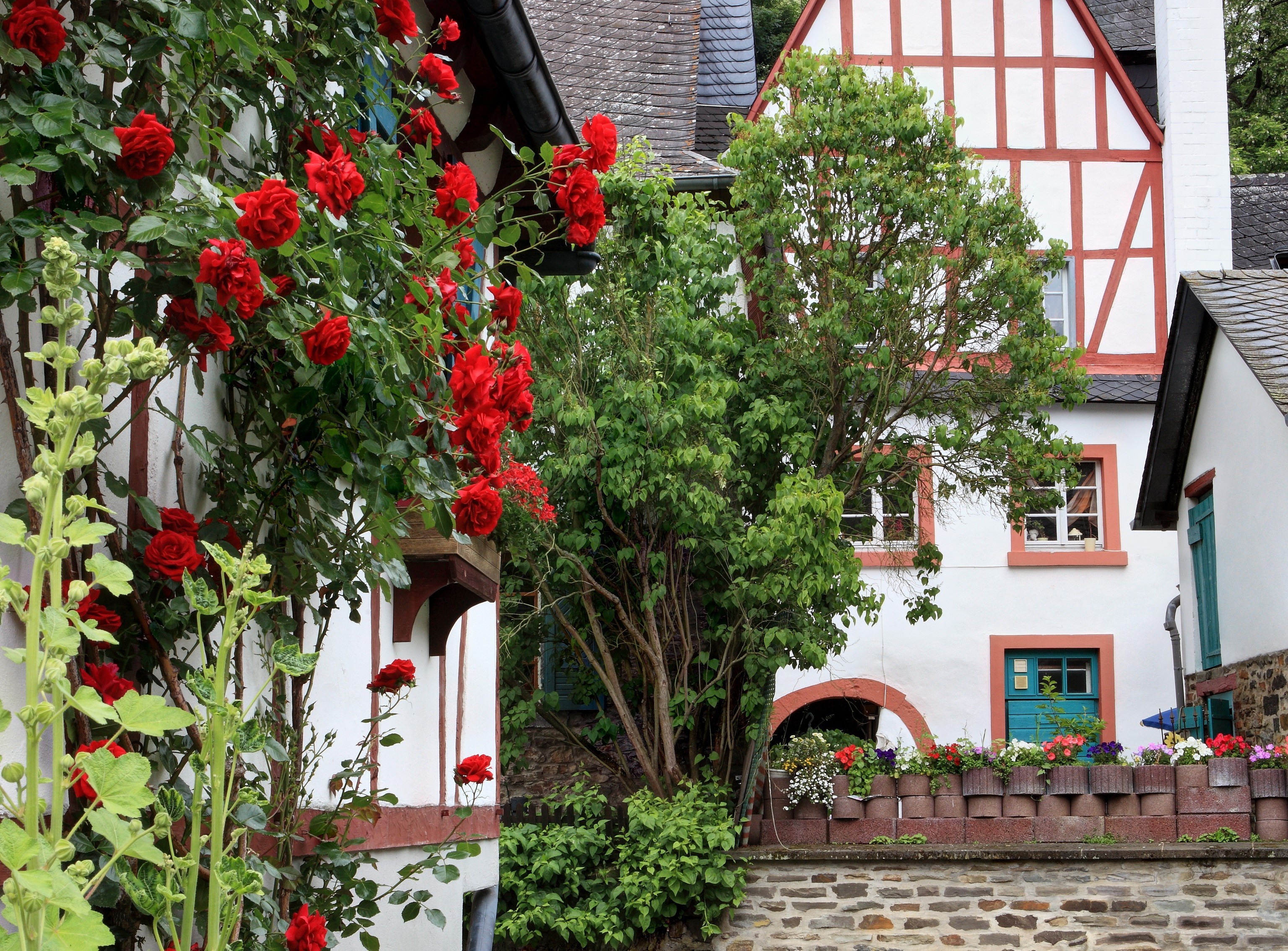 Roses climbing on houses in Monreal, Germany HD Wallpaper