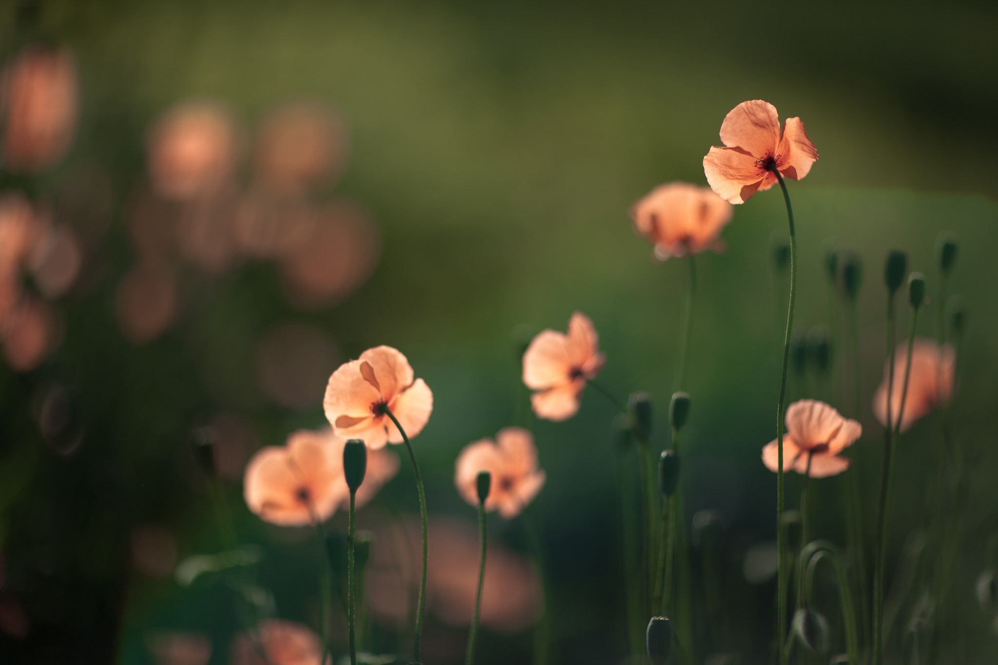 Orange poppies in soft sunlight HD Wallpaper