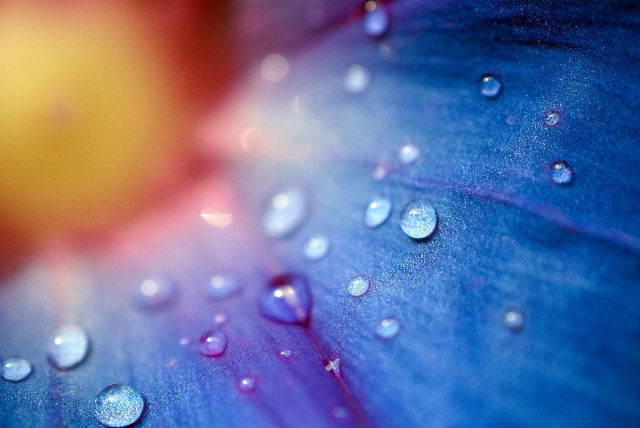 Close-up of blue flower petal with water drops HD Wallpaper