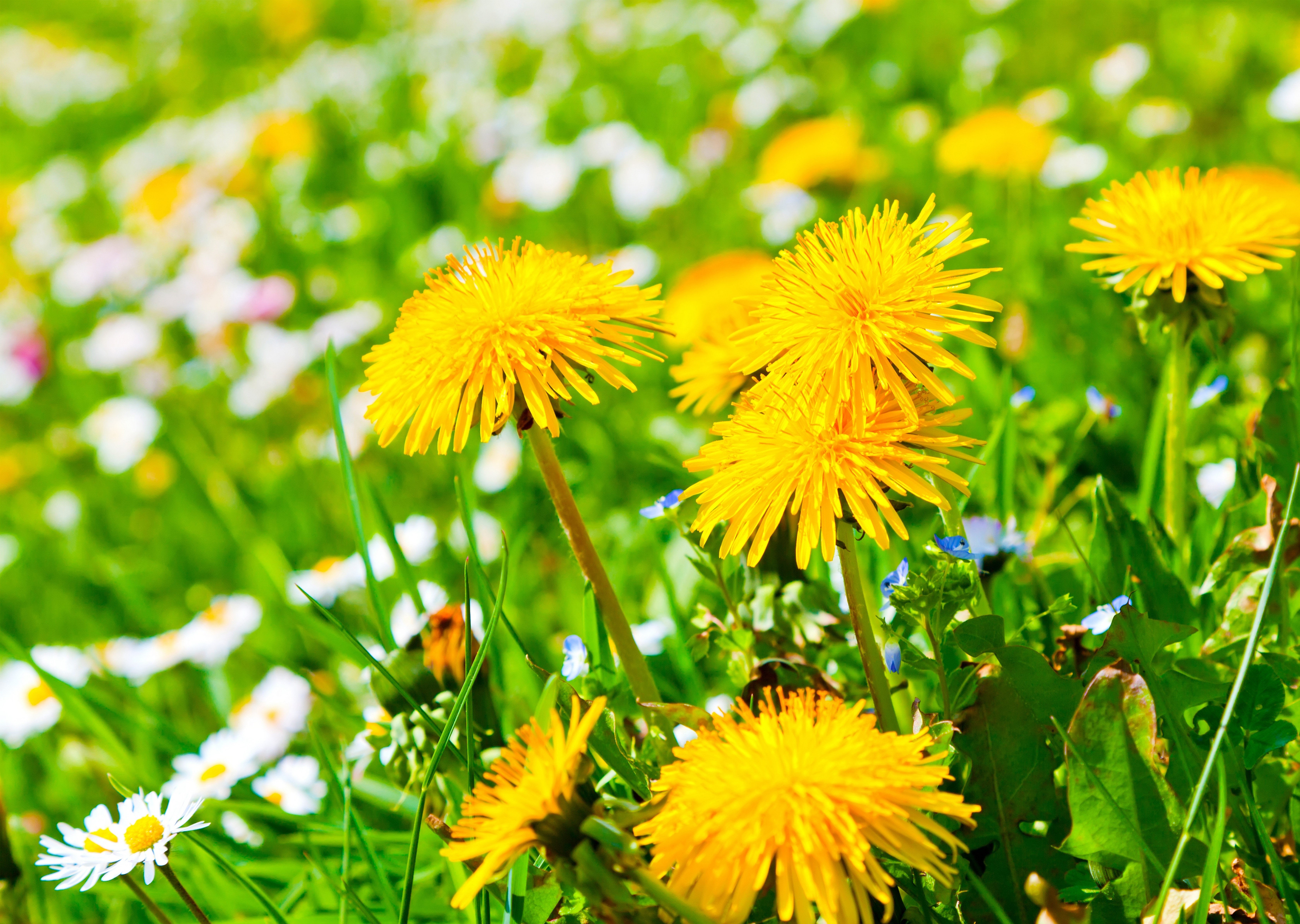 Field of Dandelions and Daisies HD Wallpaper