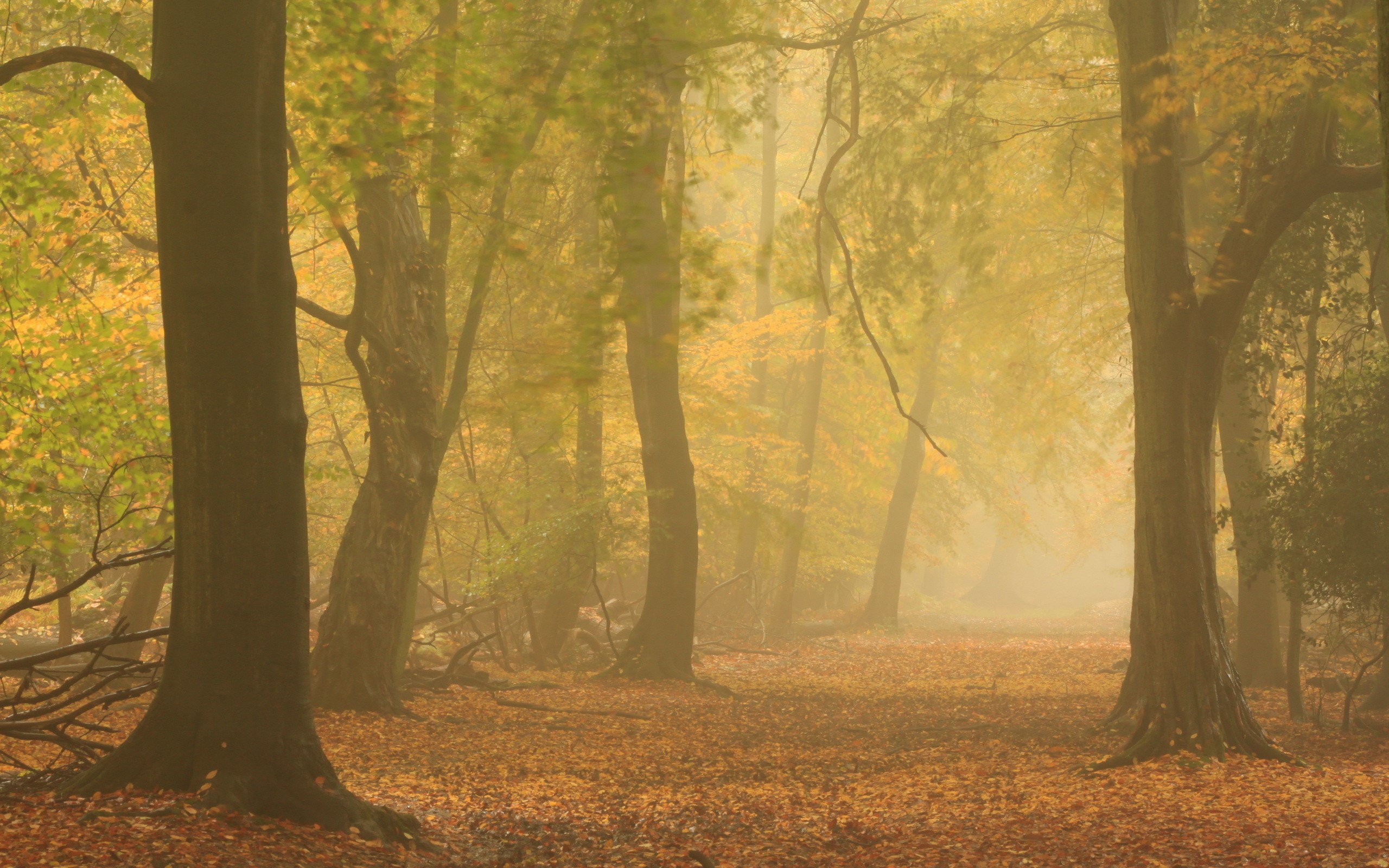 Autumn forest with fog and fallen leaves HD Wallpaper