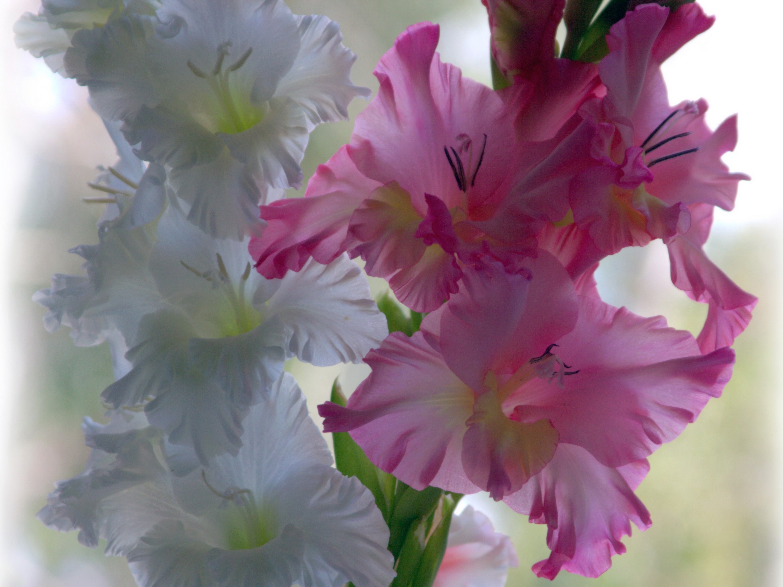 White and Pink Gladioluses HD Wallpaper