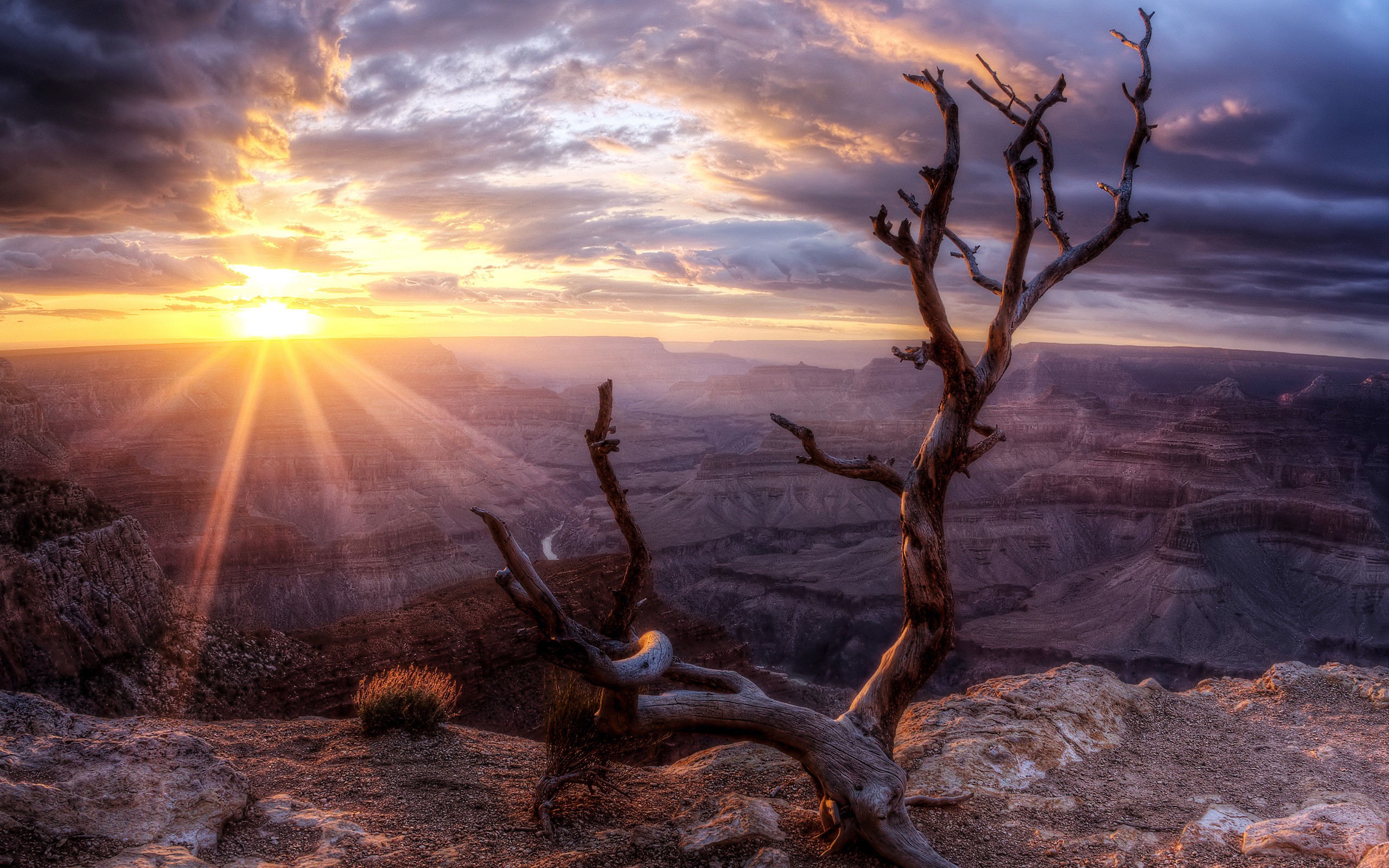 Grand Canyon Sunrise with Dead Tree HD Wallpaper