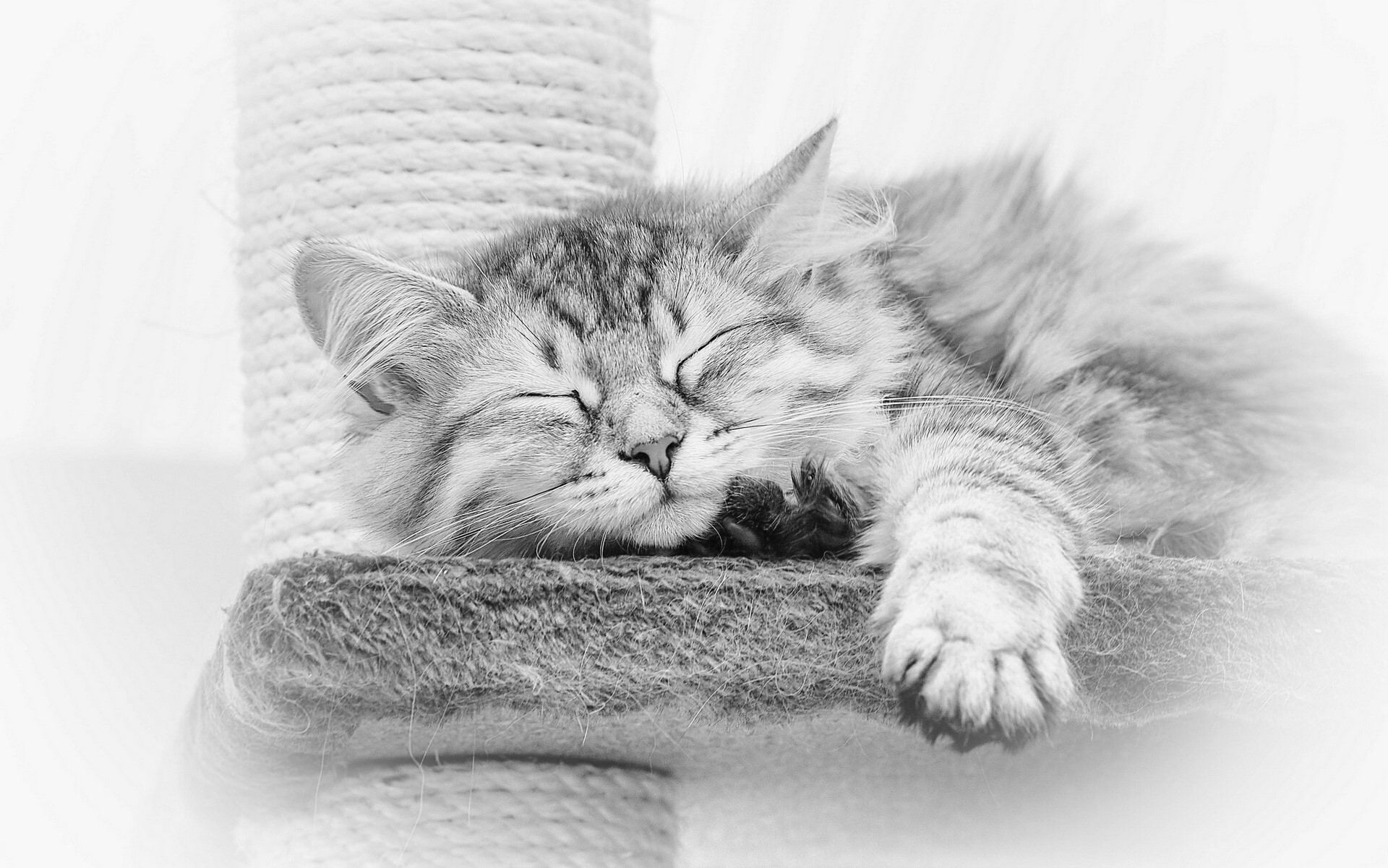 A fluffy cat sleeps on a scratching post HD Wallpaper