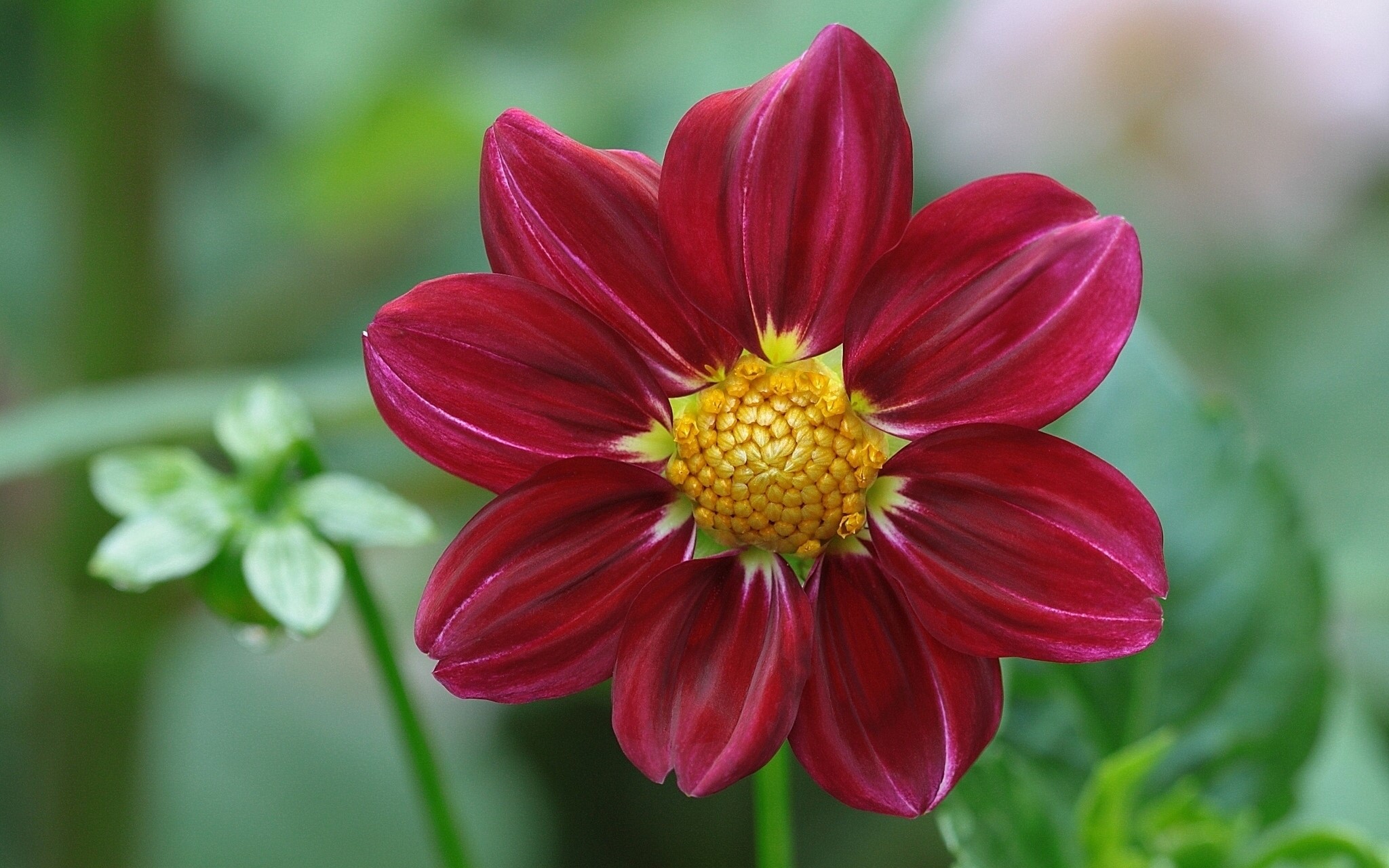 Red Dahlia flower with yellow center HD Wallpaper