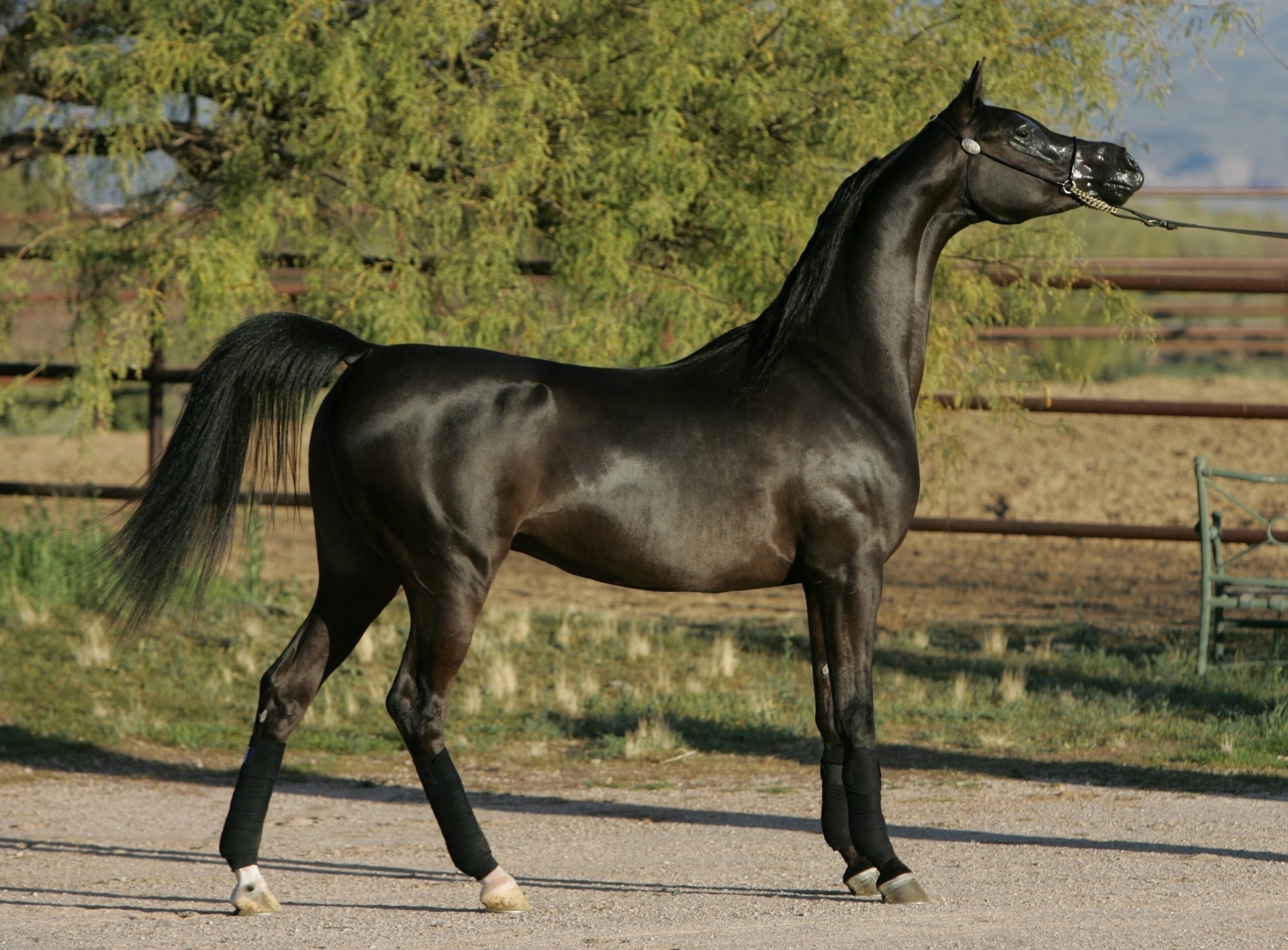 Black horse standing in a field HD Wallpaper