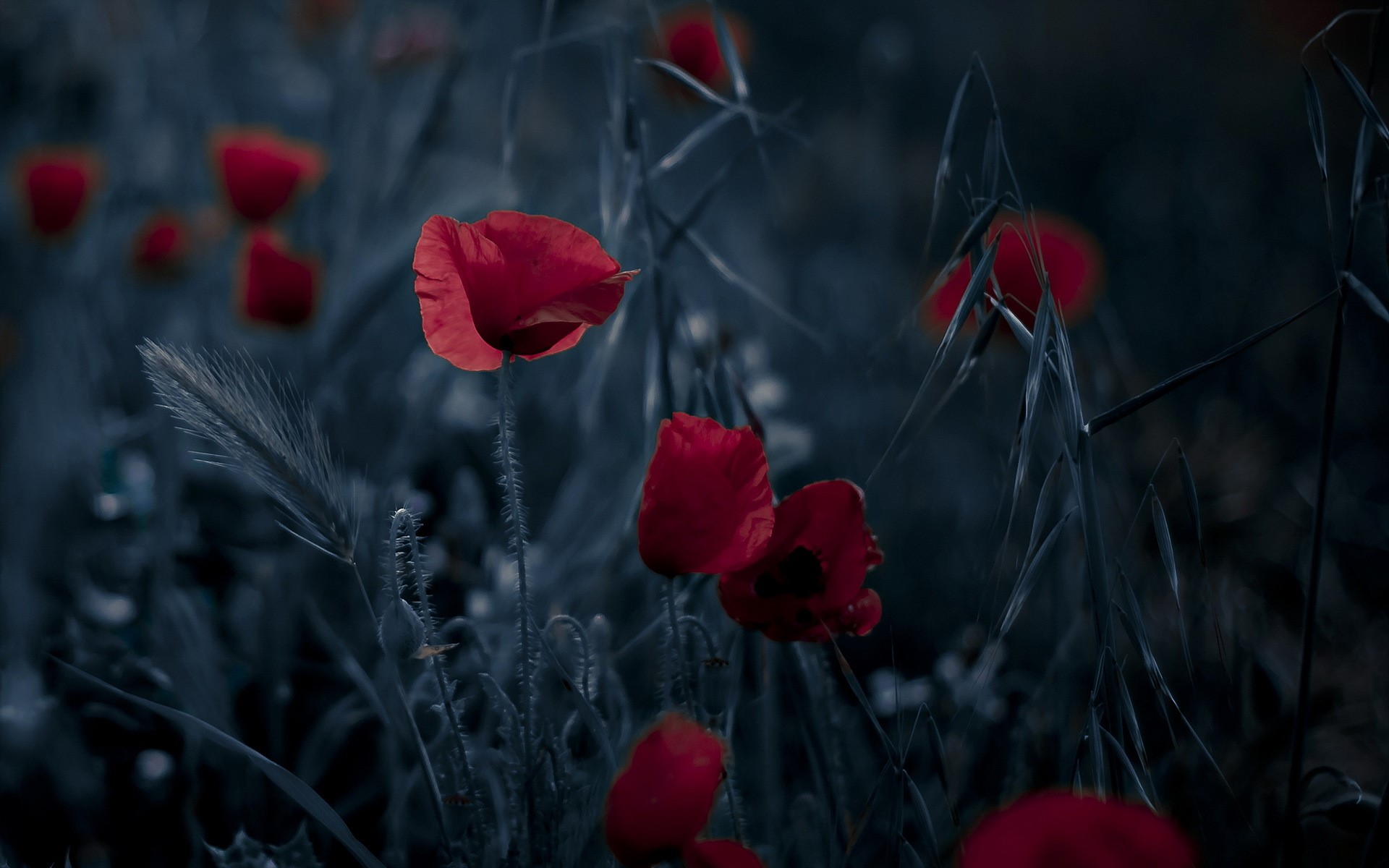 Red poppies in a dark field HD Wallpaper