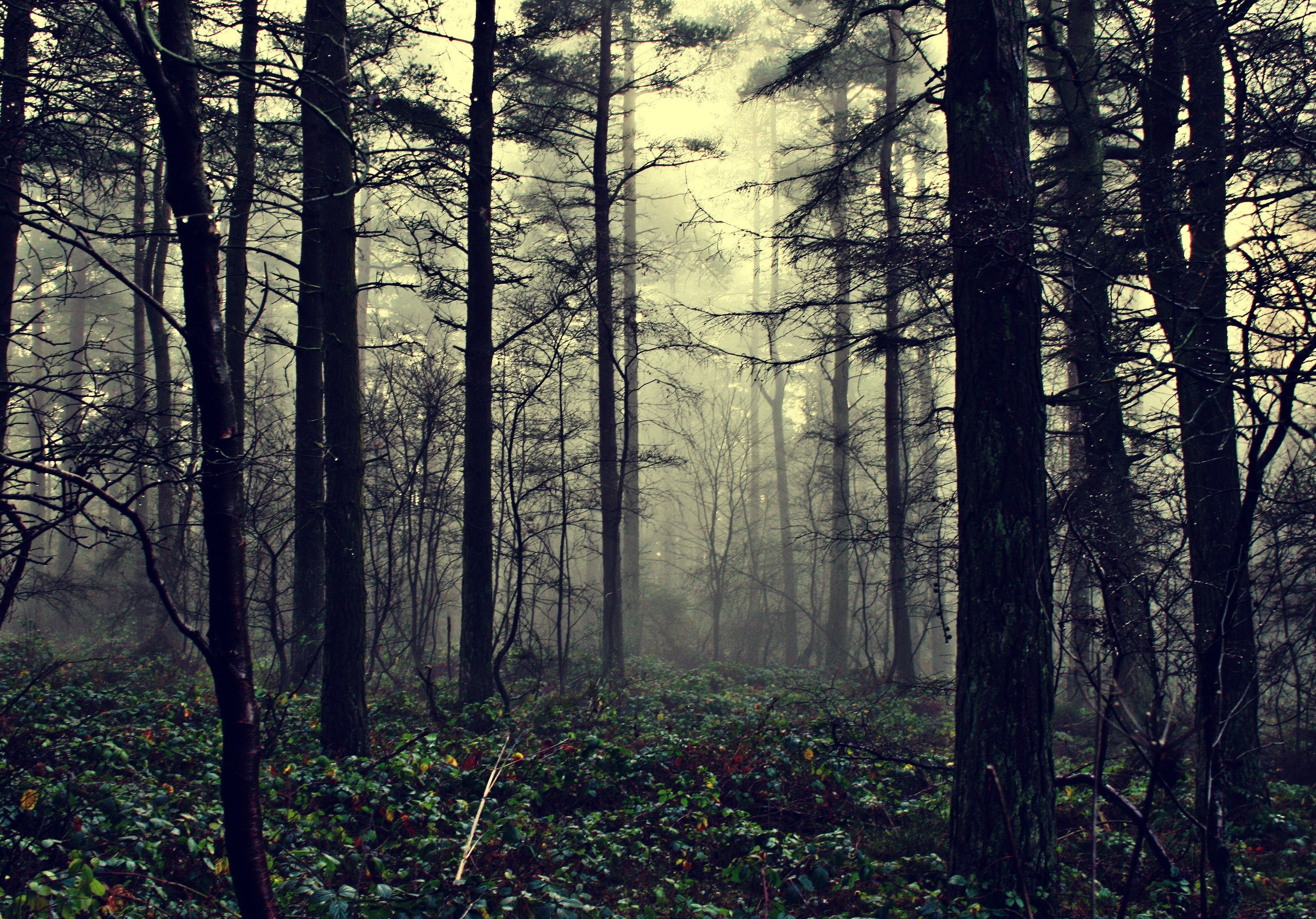 Misty forest with tall trees and dense undergrowth HD Wallpaper