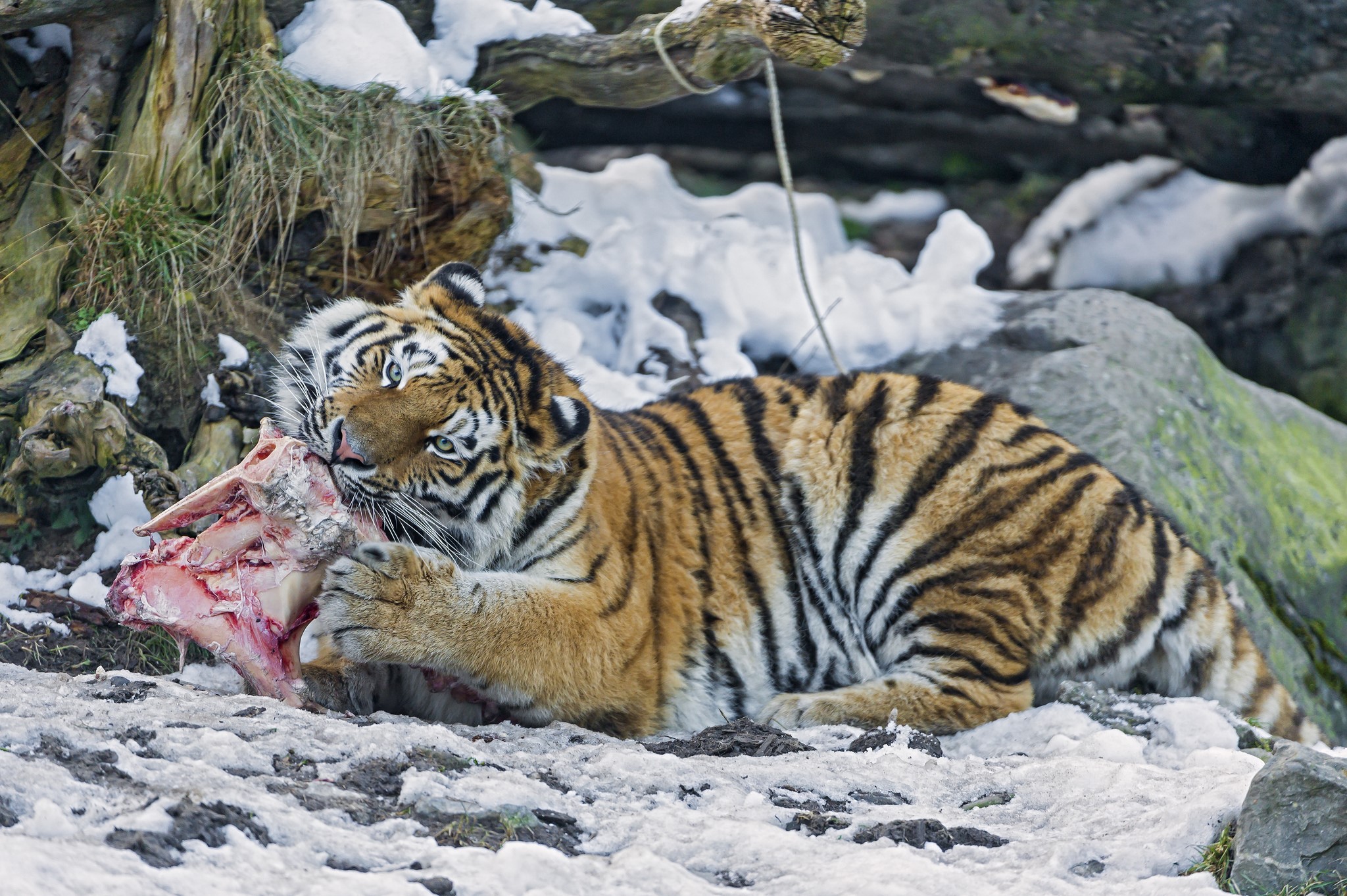 Tiger eating a carcass in the snow HD Wallpaper