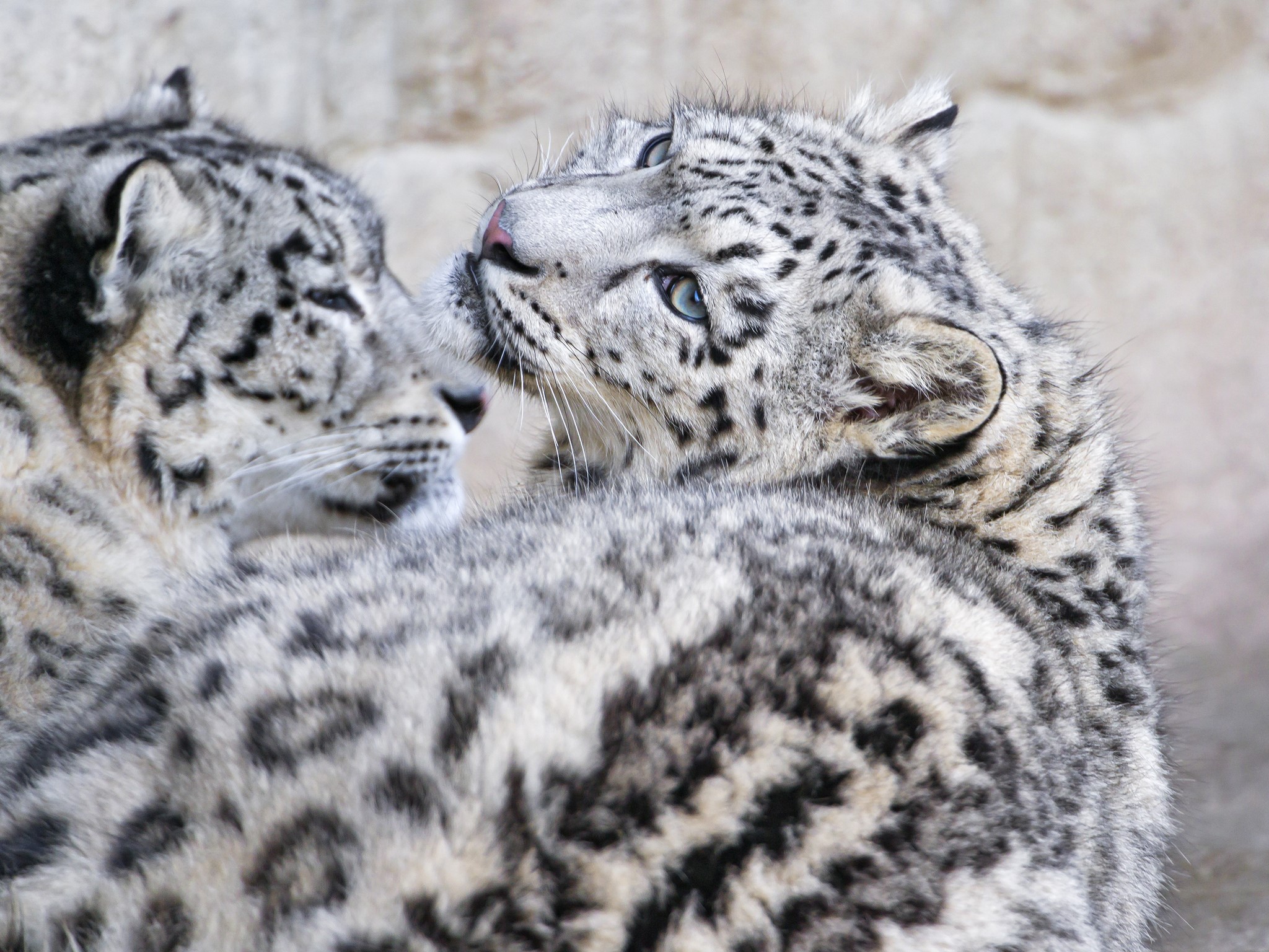 Two snow leopards interacting closely HD Wallpaper