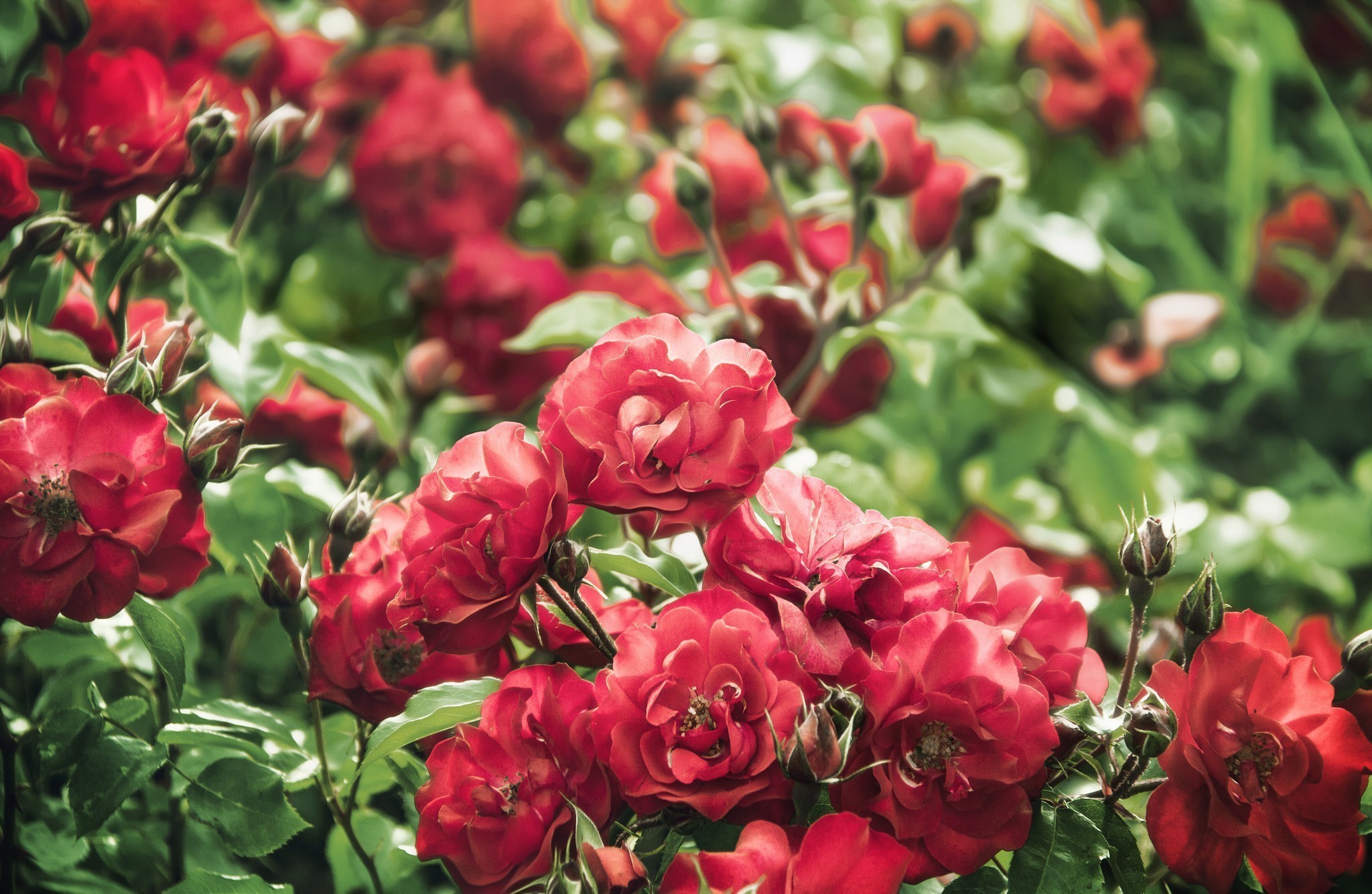 Red Roses in Bloom HD Wallpaper