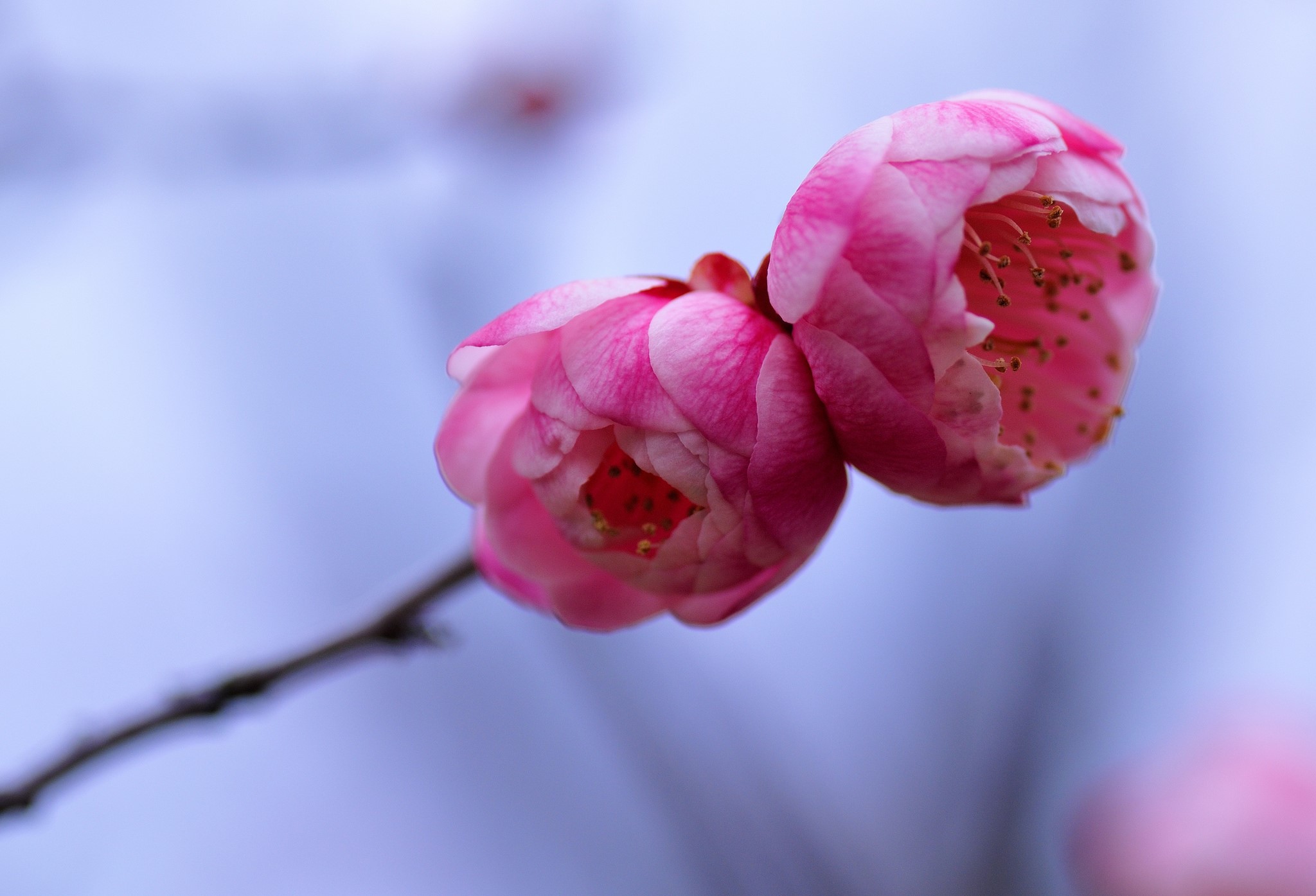 Two pink plum blossoms on a branch HD Wallpaper